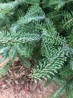 Closeup of Balsam.jpg