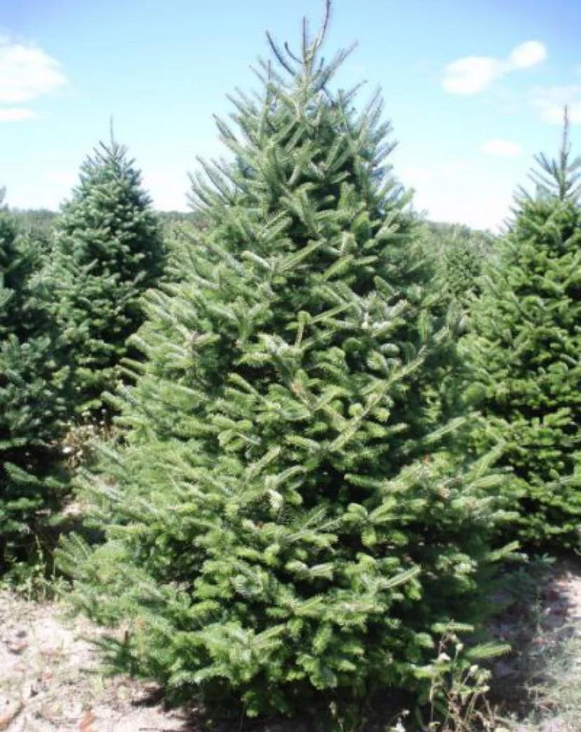 FRALSAM FIR: Strong, steady, and dependable— just like Dad