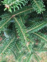 Closeup of Fraser.jpg