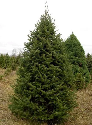 BALSAM FIR: The heart of Christmas— just like mom