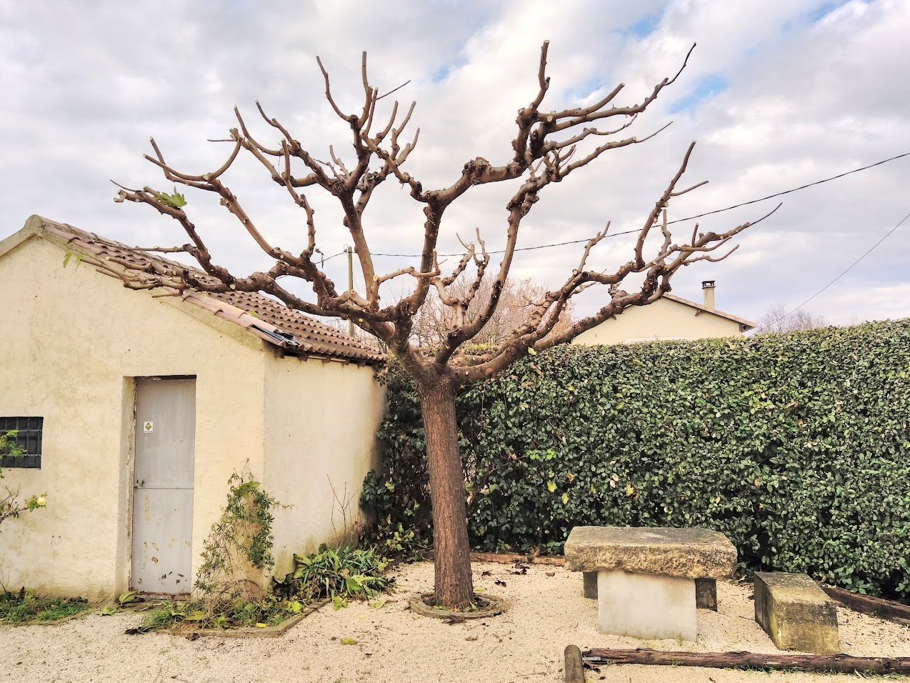 Taille et élagage de jardins en Provence