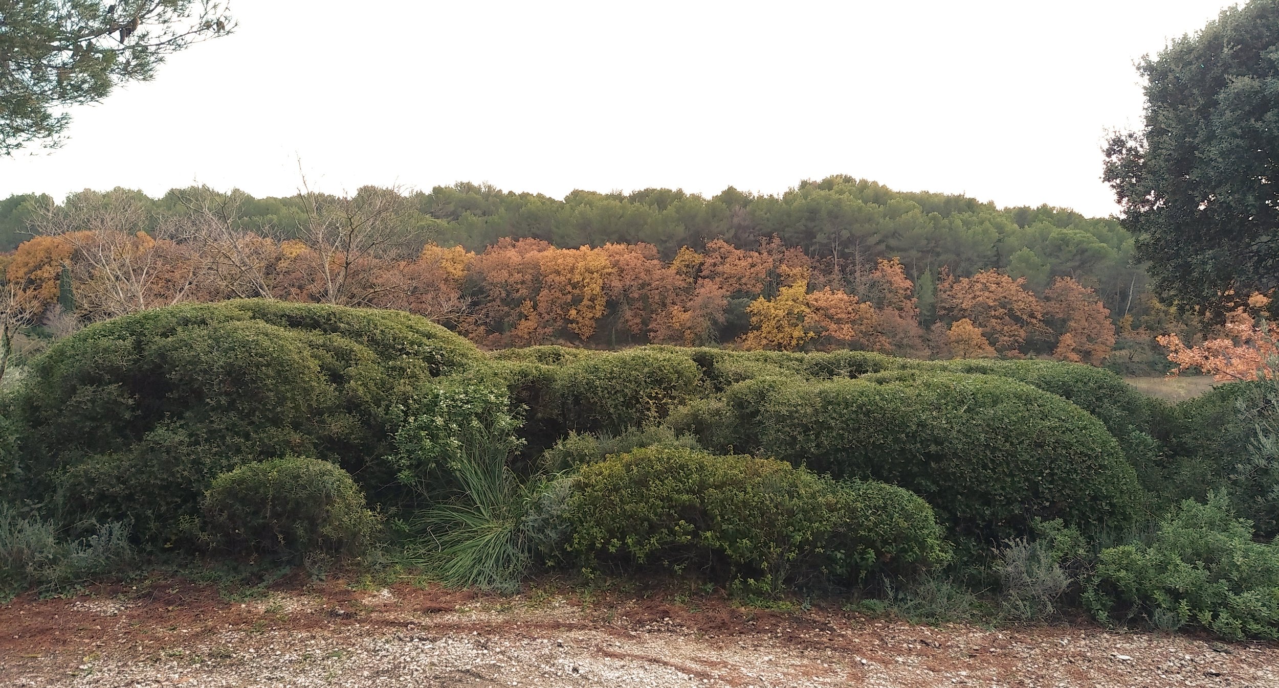 Taille de haies en Provence