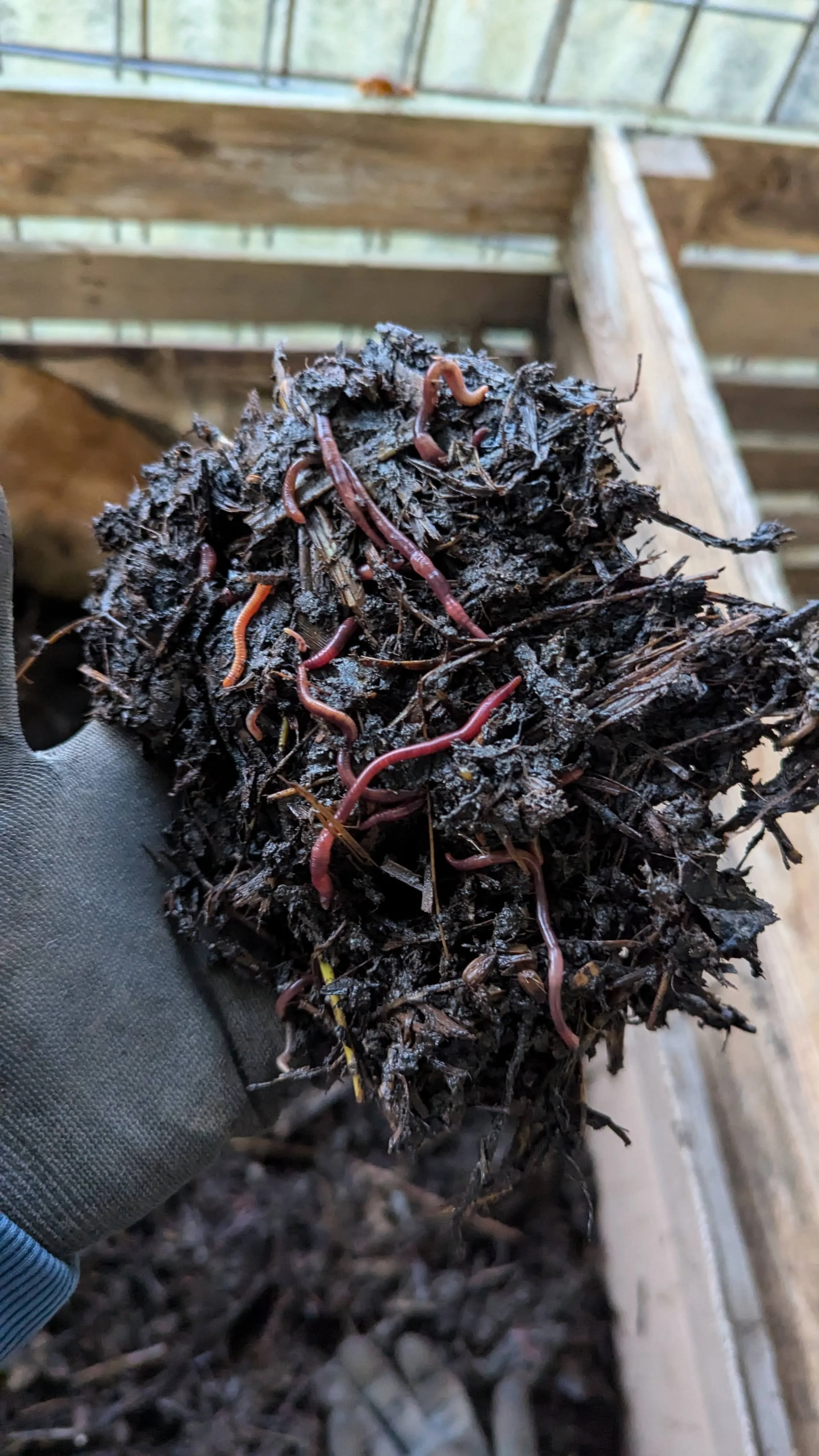 Handvol tijgerwormen, perfect voor wormencompostering in de moestuin.
