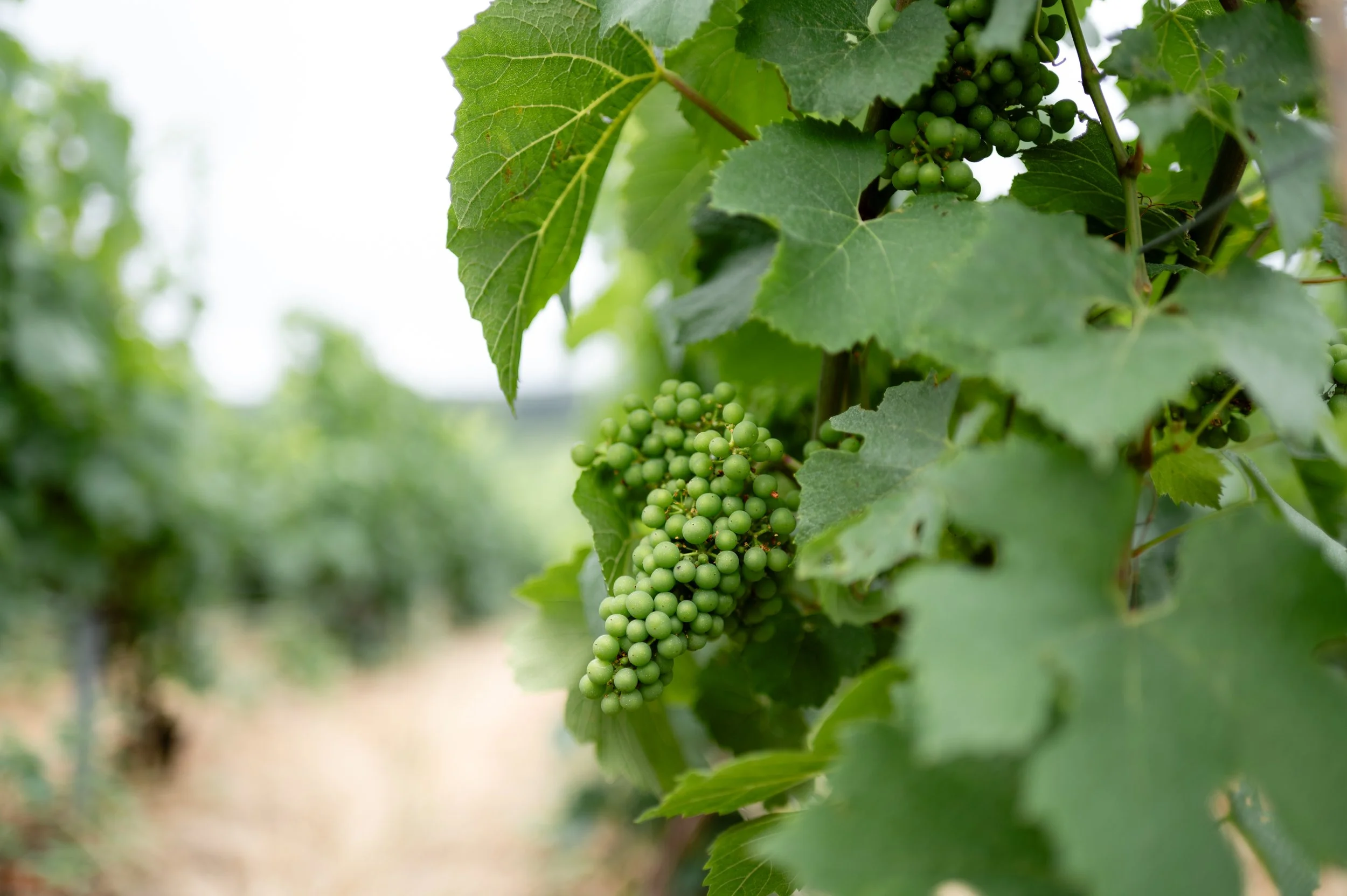Découvrez les vignes du domaine Couvreur-Fondeur, chargées de raisins, à l'origine de notre Champagne de qualité.