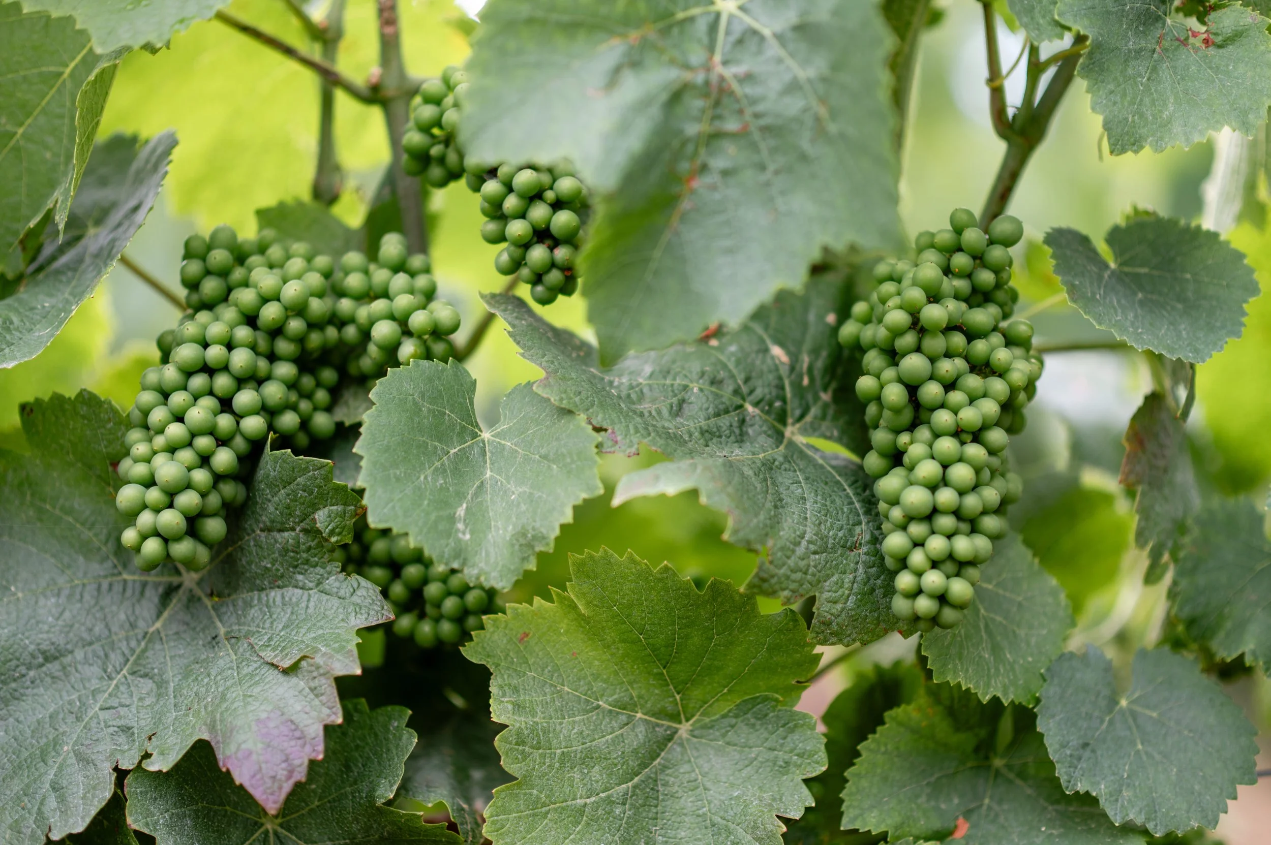 Grappes de raisins Champagne Couvreur-Fondeur, terroir champenois à Rilly-la-Montagne.