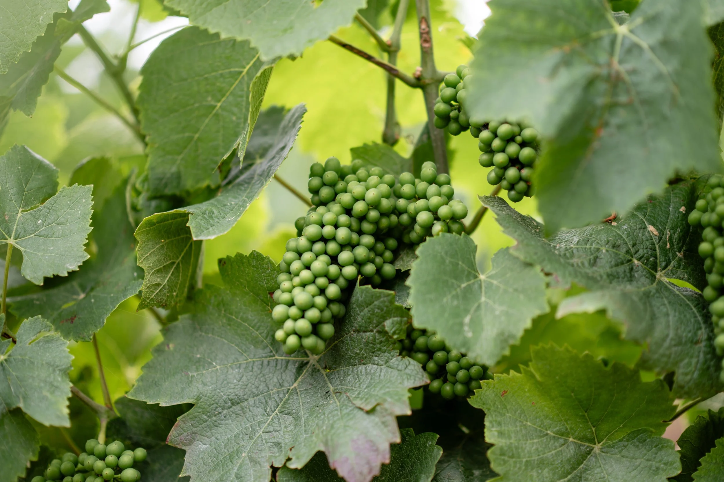 Grappe de raisin en développement dans les vignes du Champagne Couvreur-Fondeur.