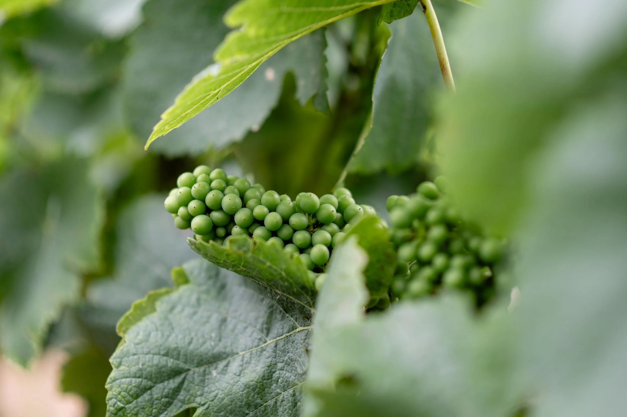 Raisin en croissance dans les vignes du domaine Couvreur-Fondeur.