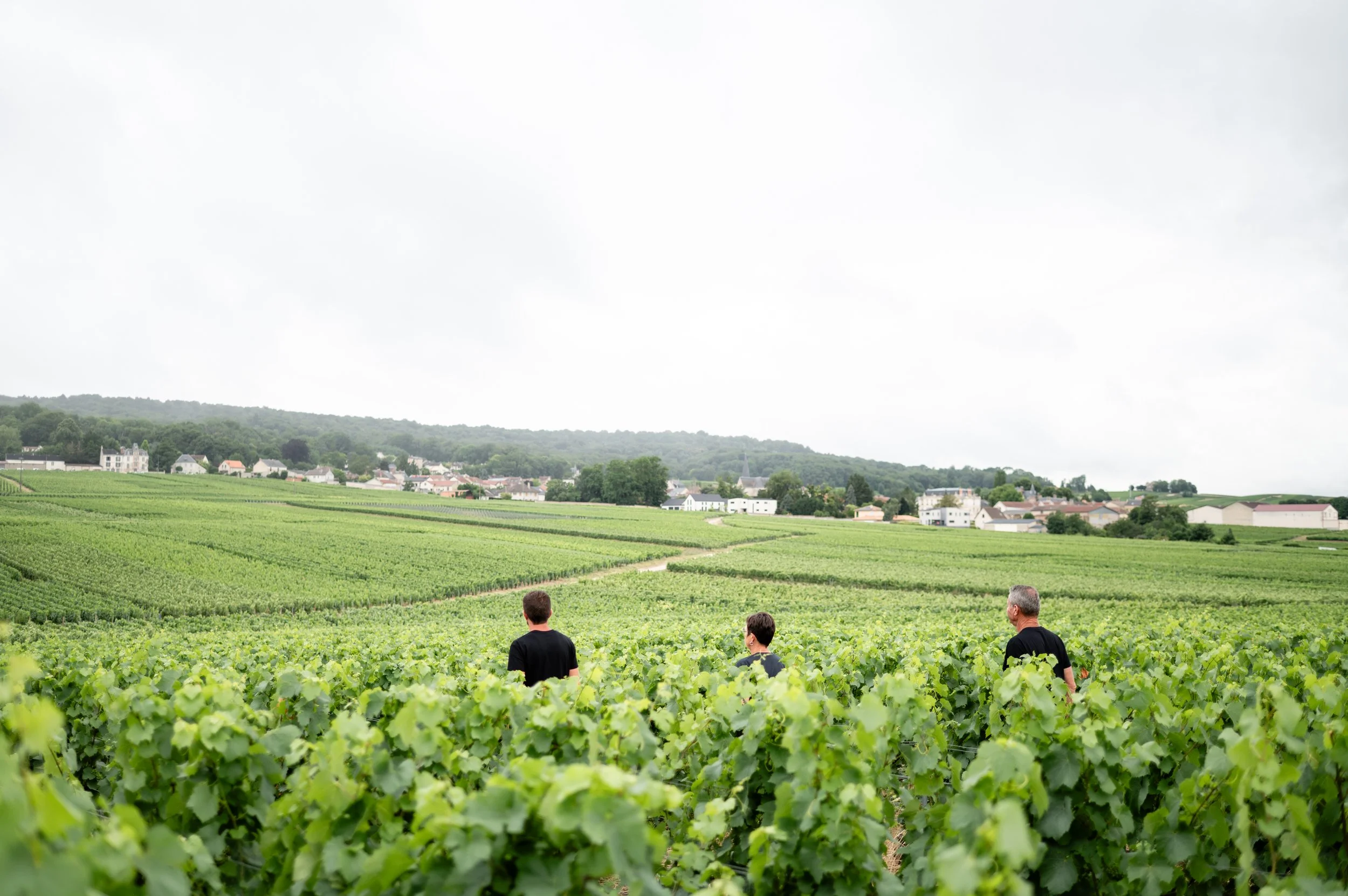 Vendanges dans les vignobles de Champagne Couvreur-Fondeur avec vue sur le terroir champenois.