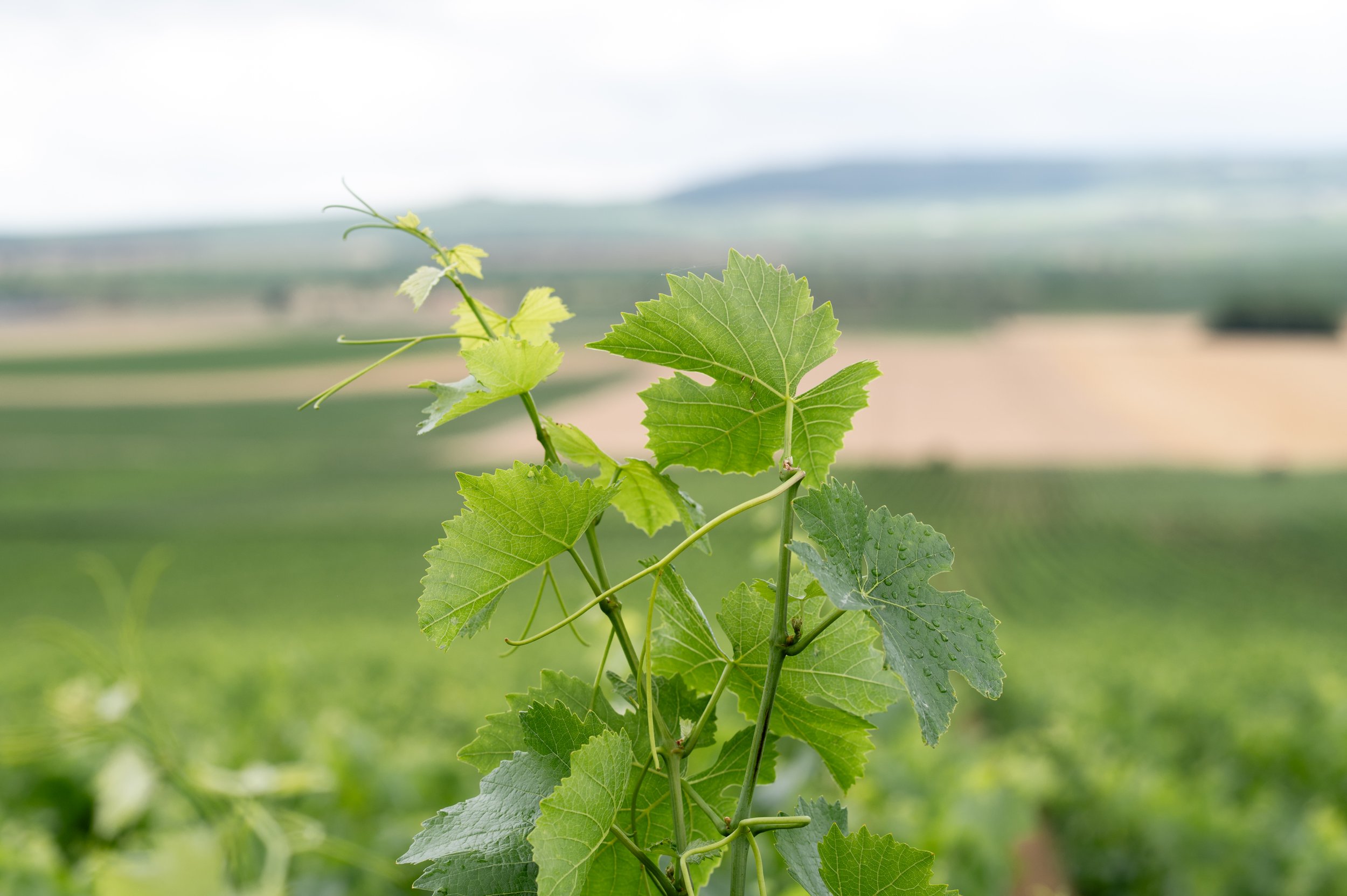 Vignes de la maison Couvreur-Fondeur en plein coeur du terroir de Champagne.