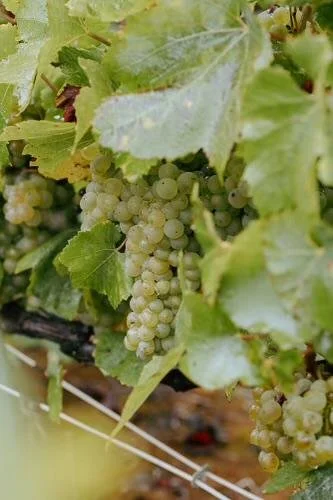 Raisins blancs de Champagne en maturation dans les vignes du Champagne Couvreur-Fondeur