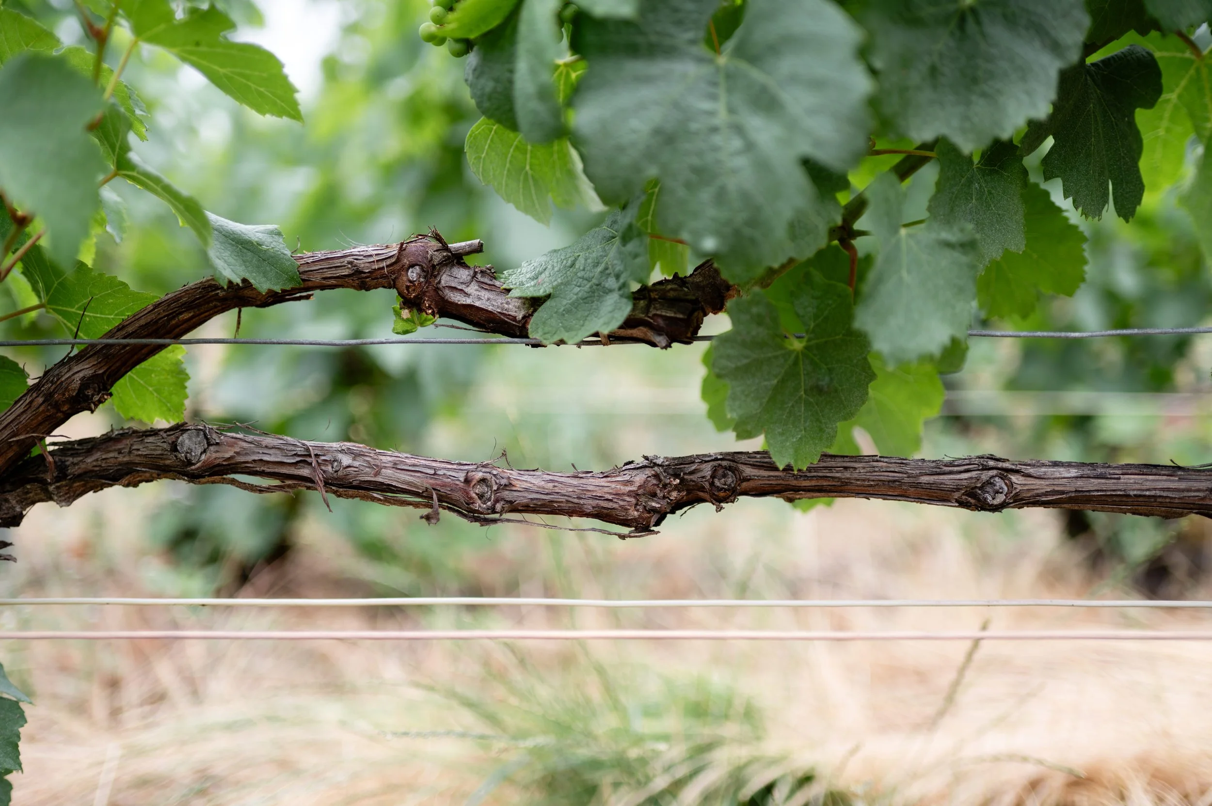 Terroir du domaine Couvreur-Fondeur à Rilly-la-Montagne.