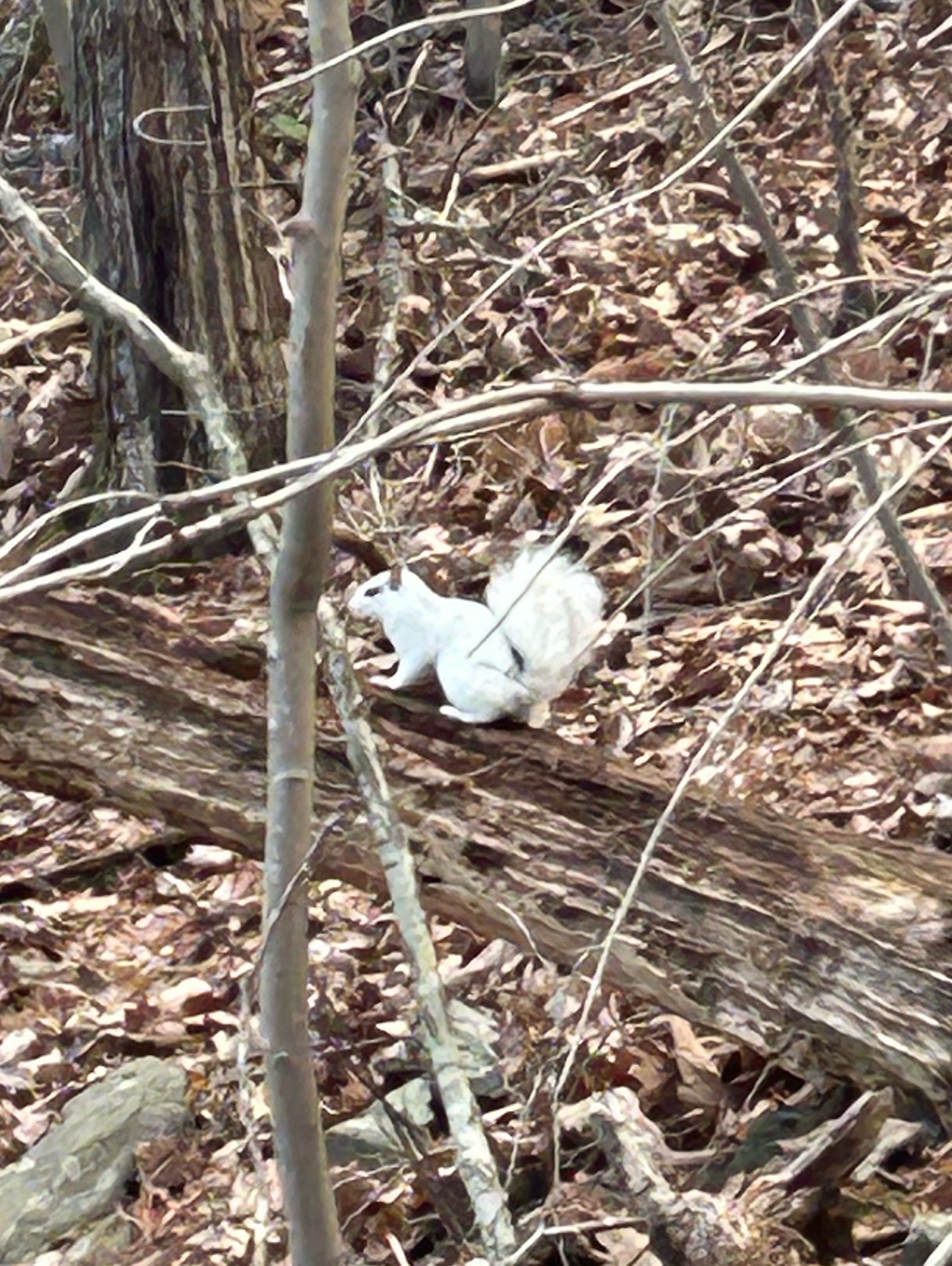 Flying Squirrel Pre-Race Thoughts - 16 weeks until the 100