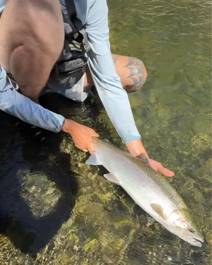 Luke McCabe caught a wild steelhead on the Trinity River in Willow, showcasing his impressive angling skills.