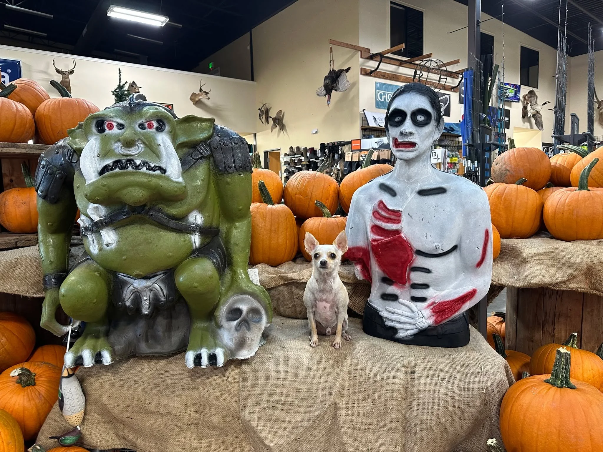 Happy Halloween from Tito and the gang!