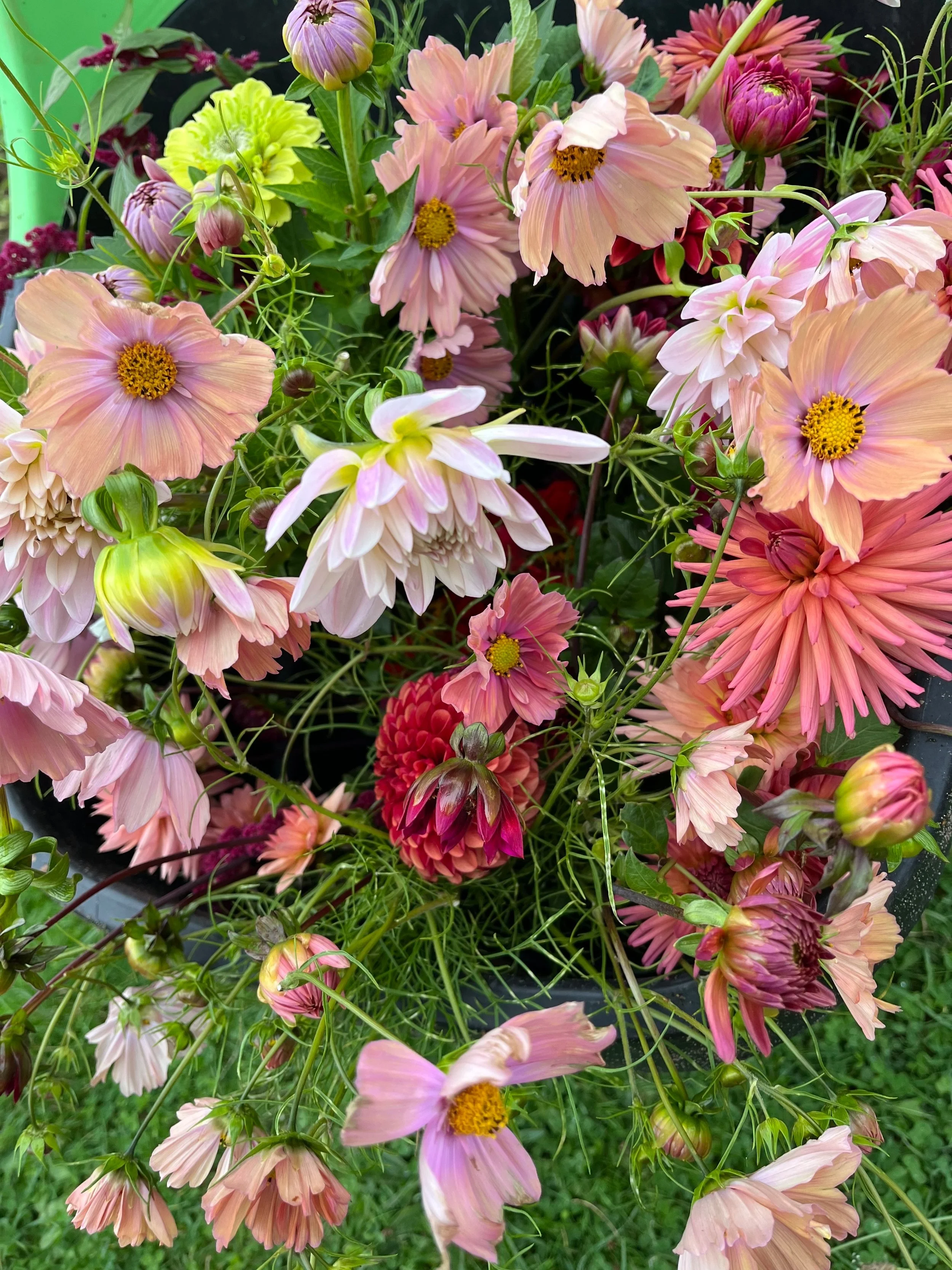 Seasonal flower for arranging