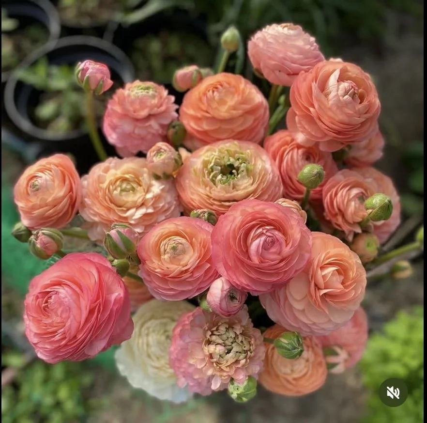 Spring flower subscription Kent