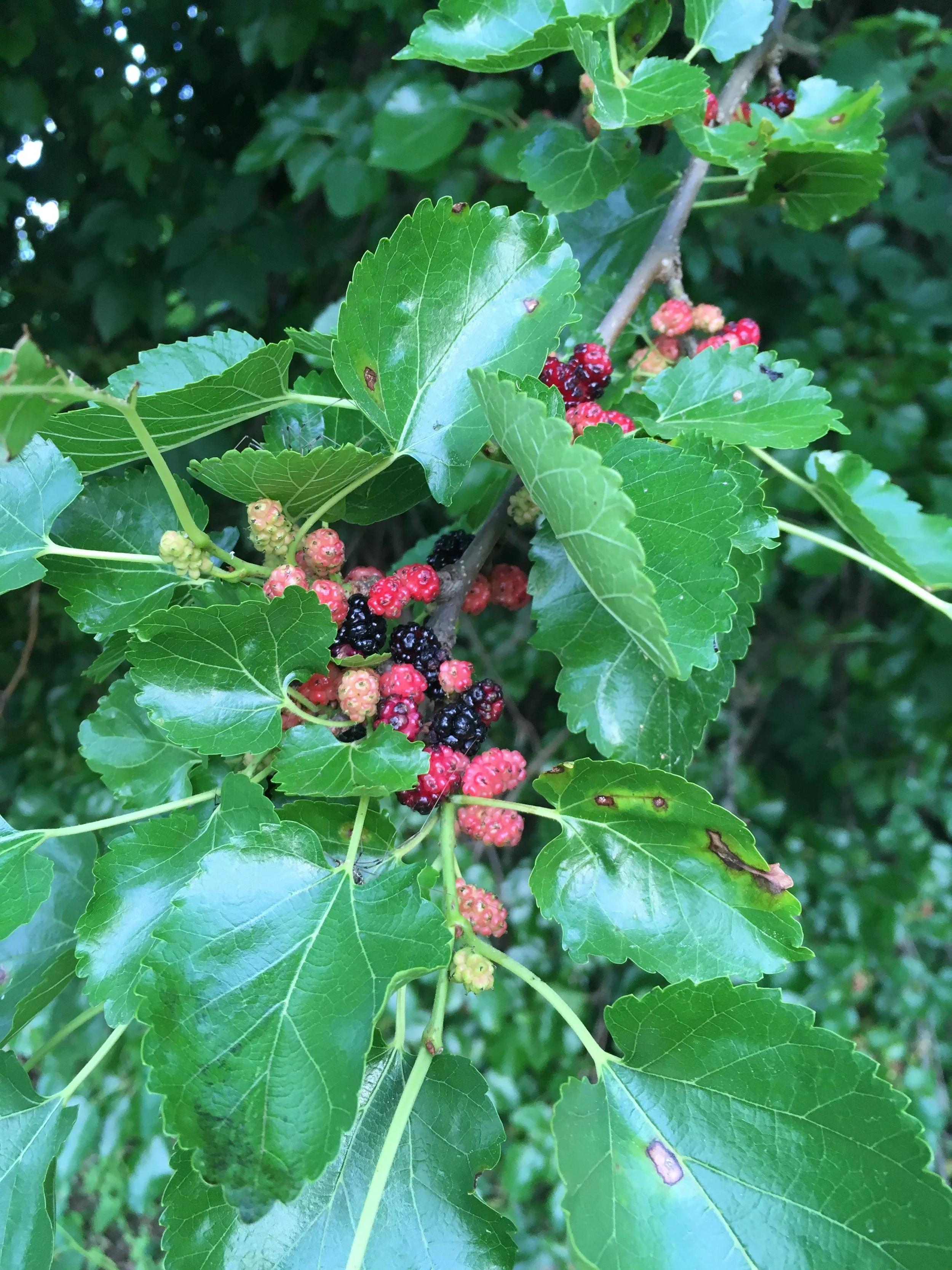 Plants of the Wissahickon