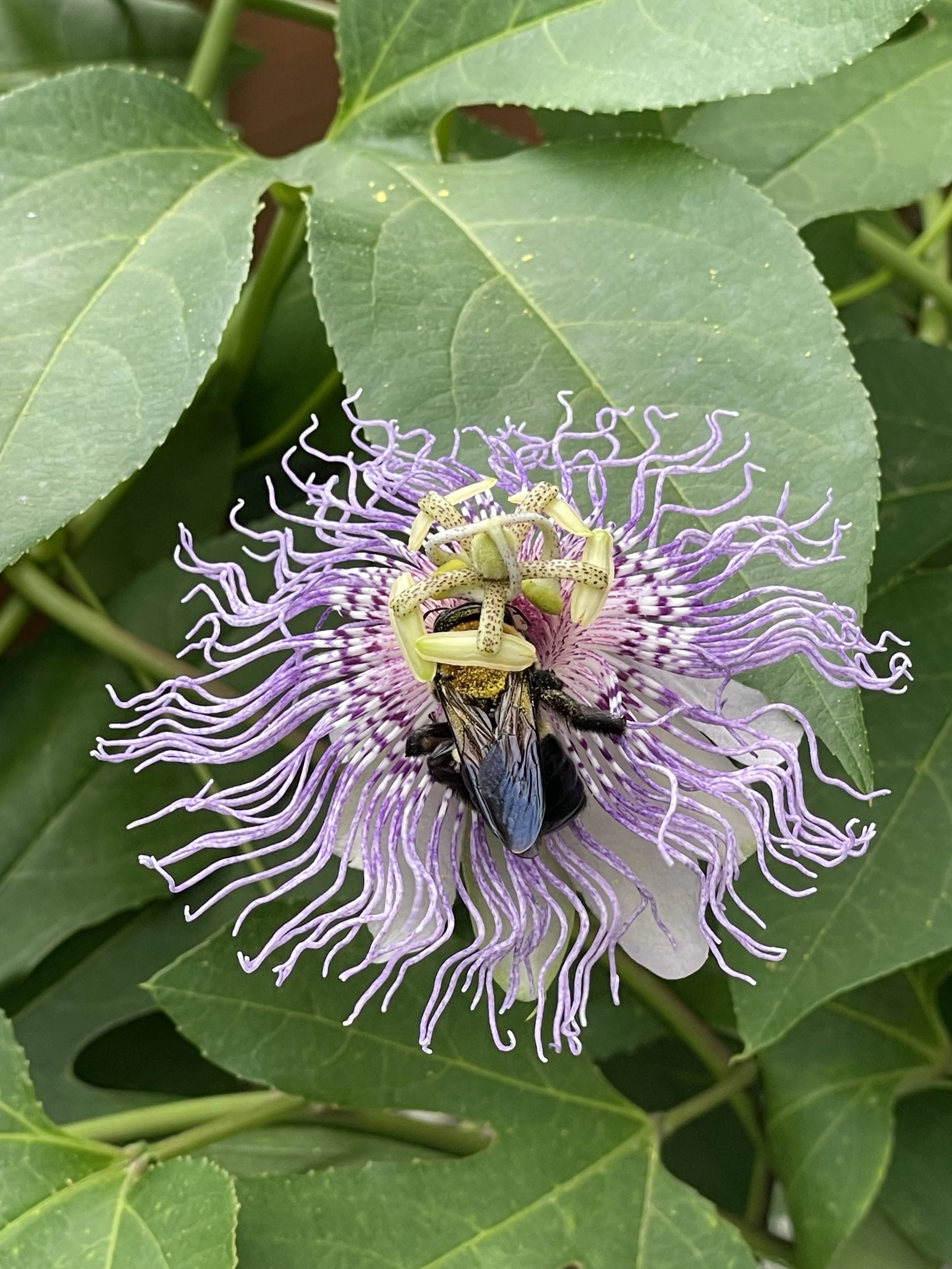 Herbal Support for Stress and Anxiety