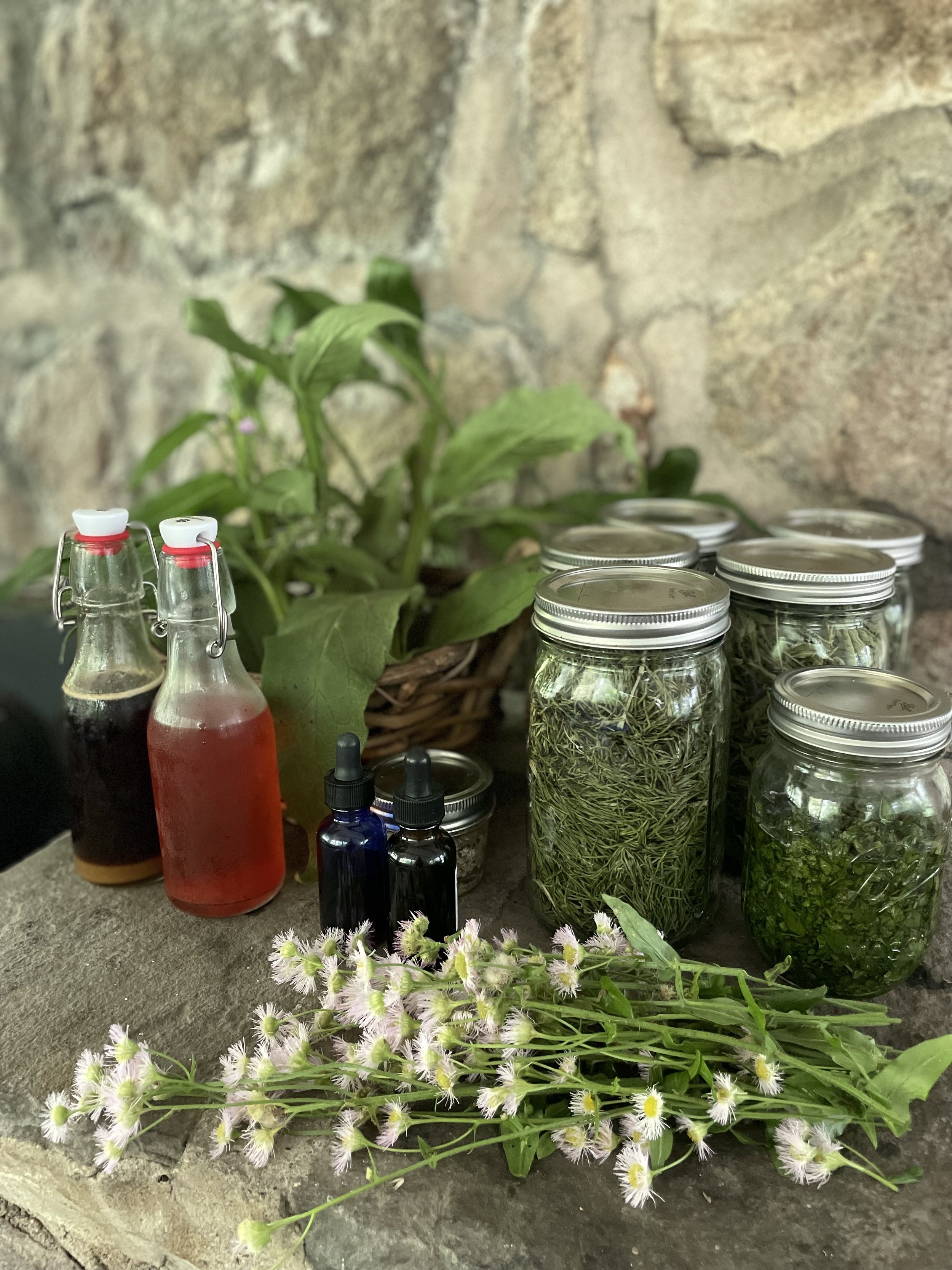 Intro to Plant Medicine