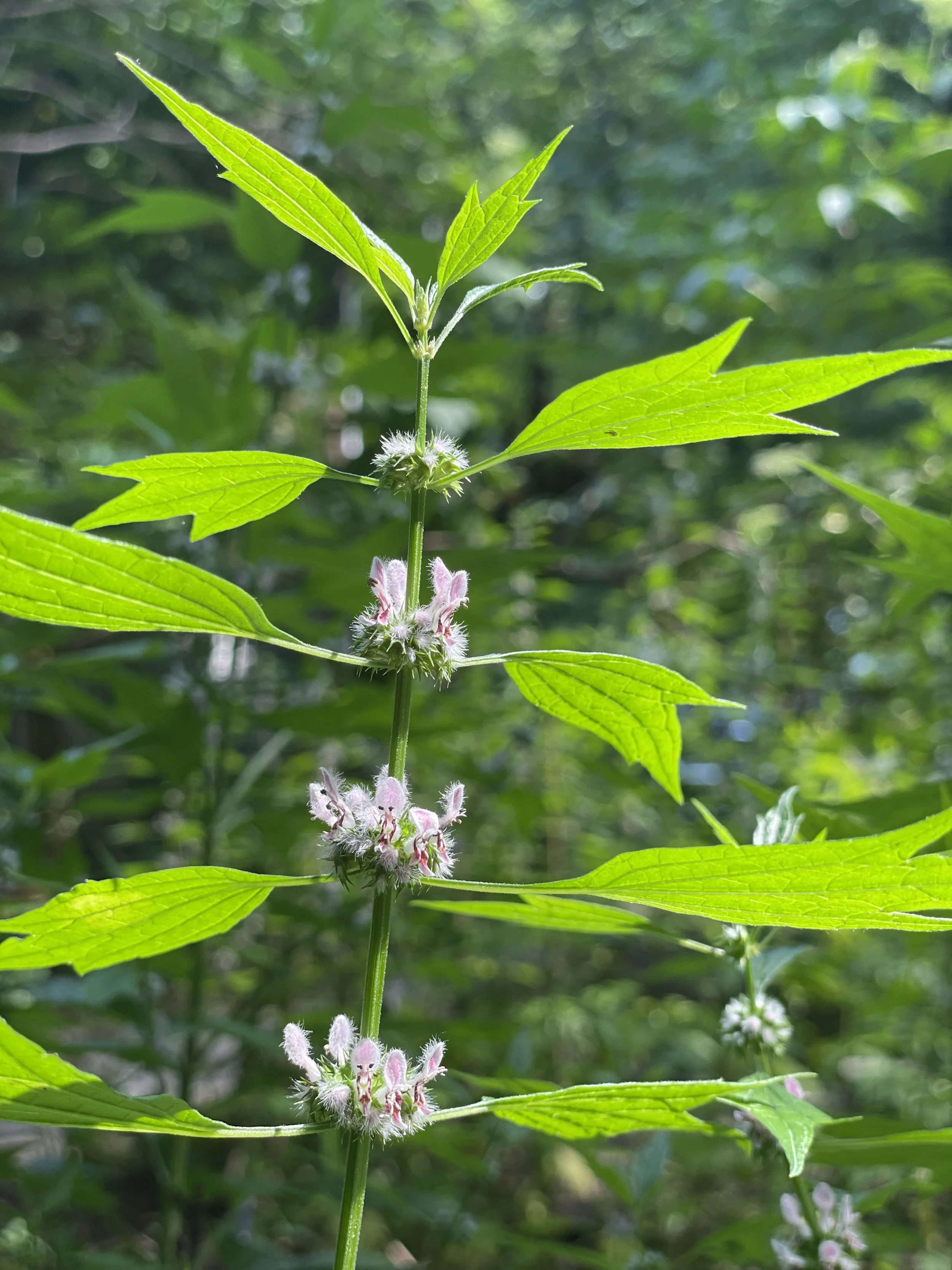 Listening to The Plants