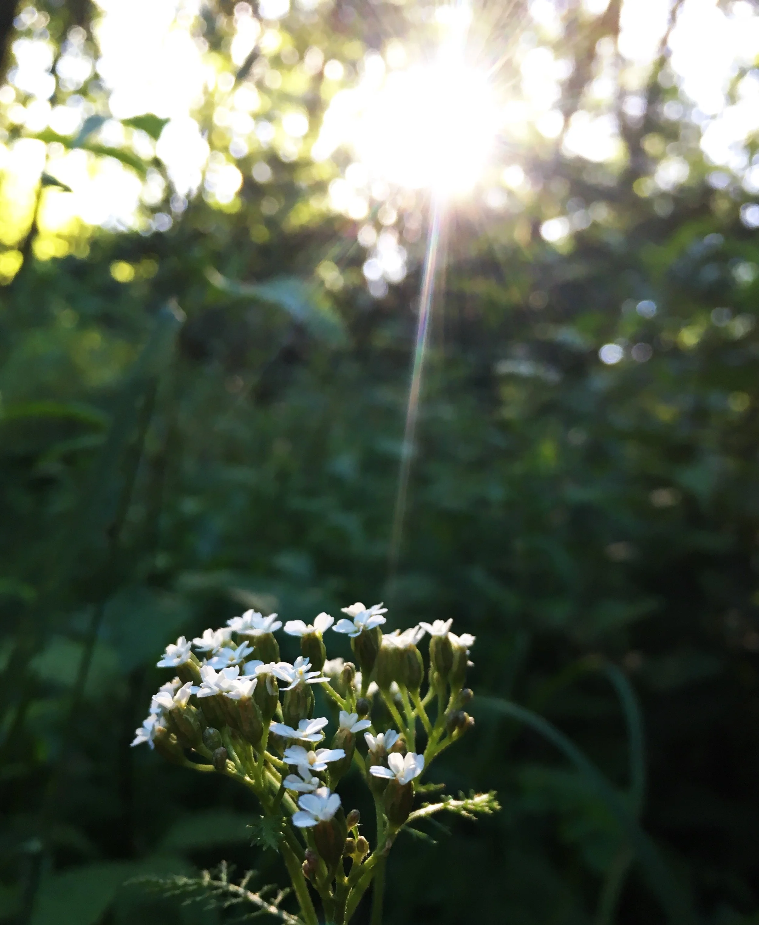 Golden Hour Weed Walk at Cattail Hollow Farm