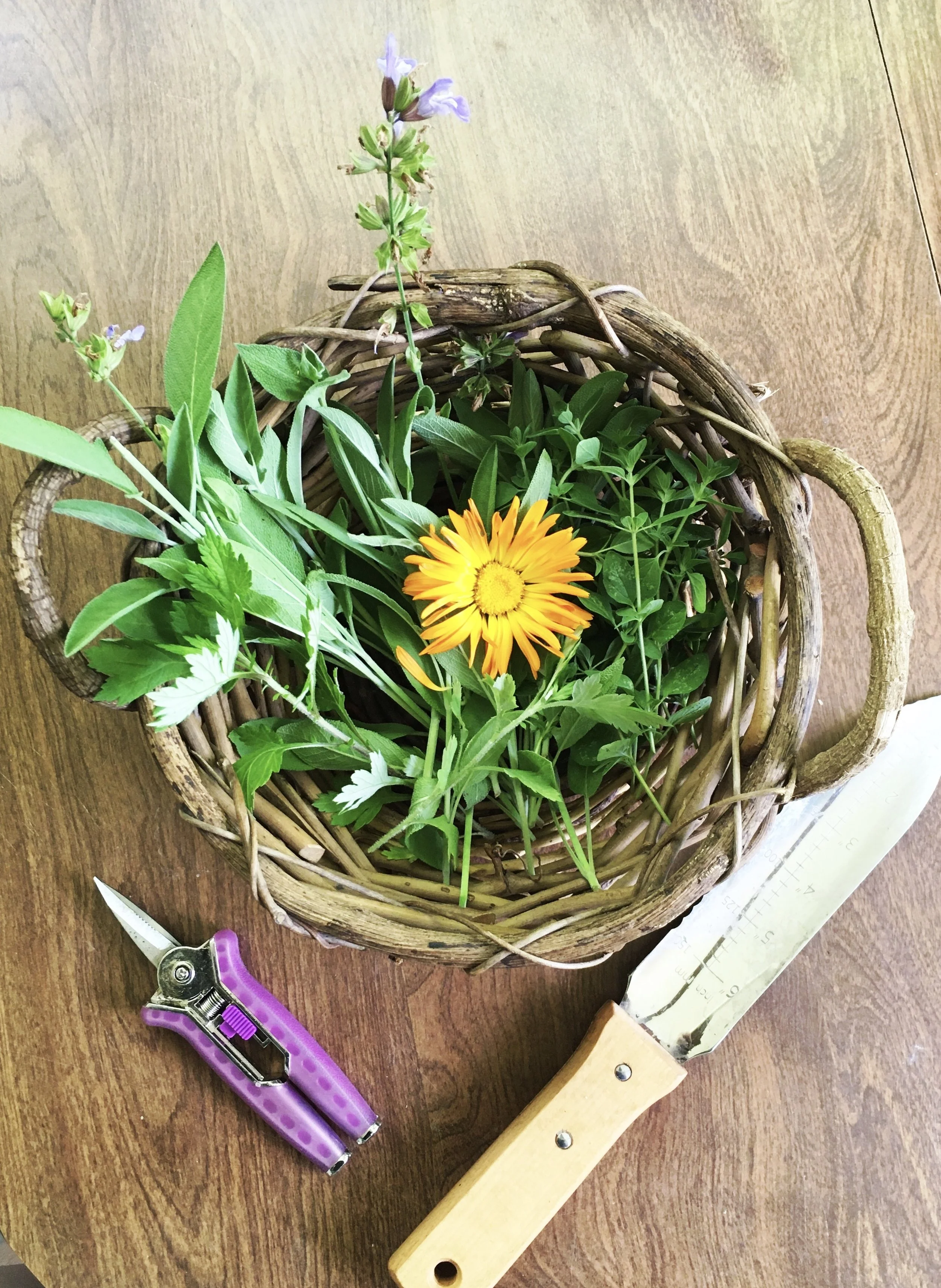 Herbs to the People: Lower Hudson Valley Herbal Community Gathering