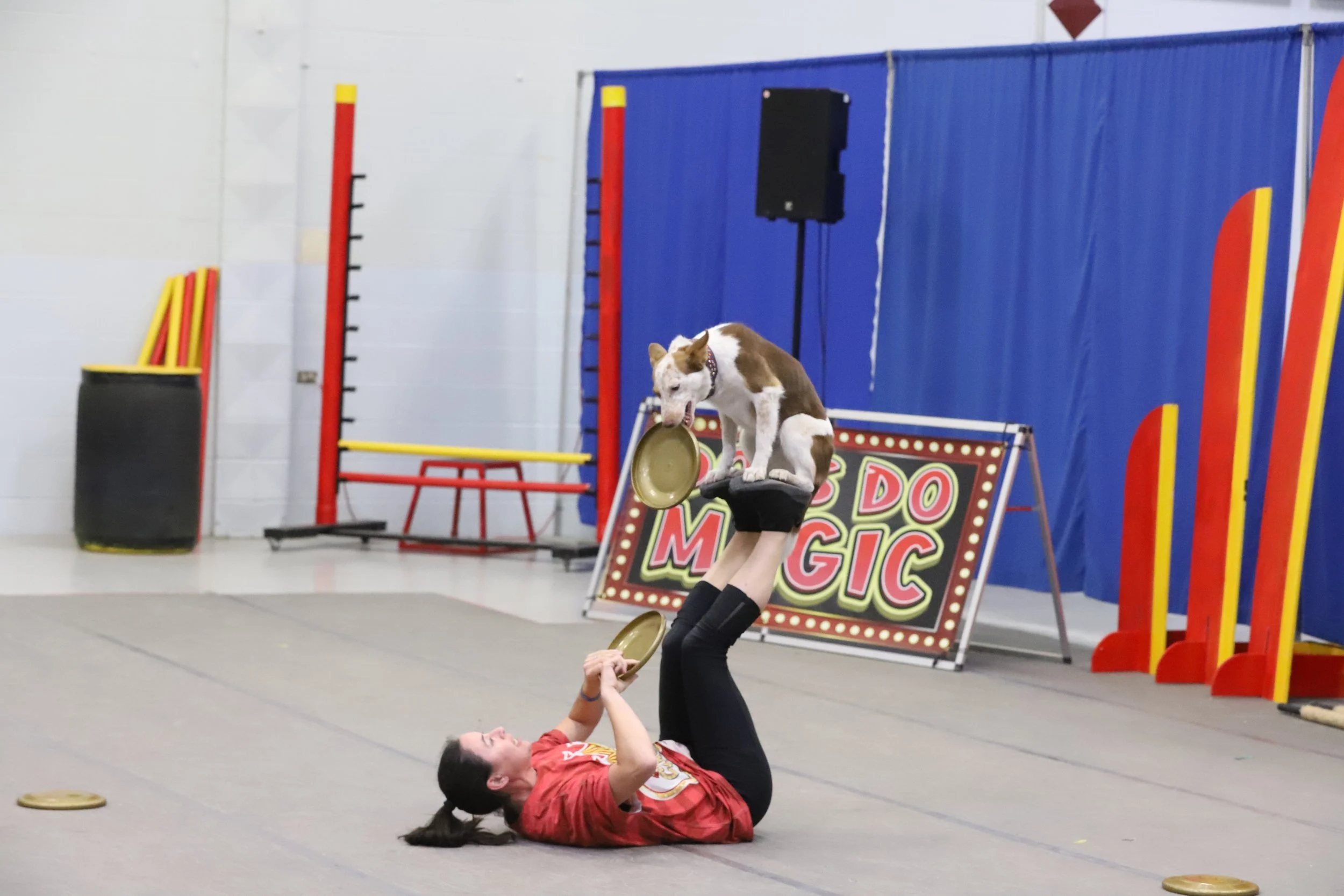 divers and dogs-1500.jpg