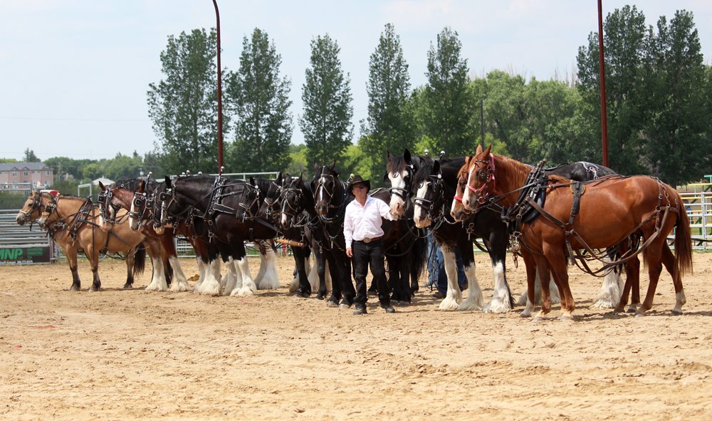 heavy_horse_show_4.jpg