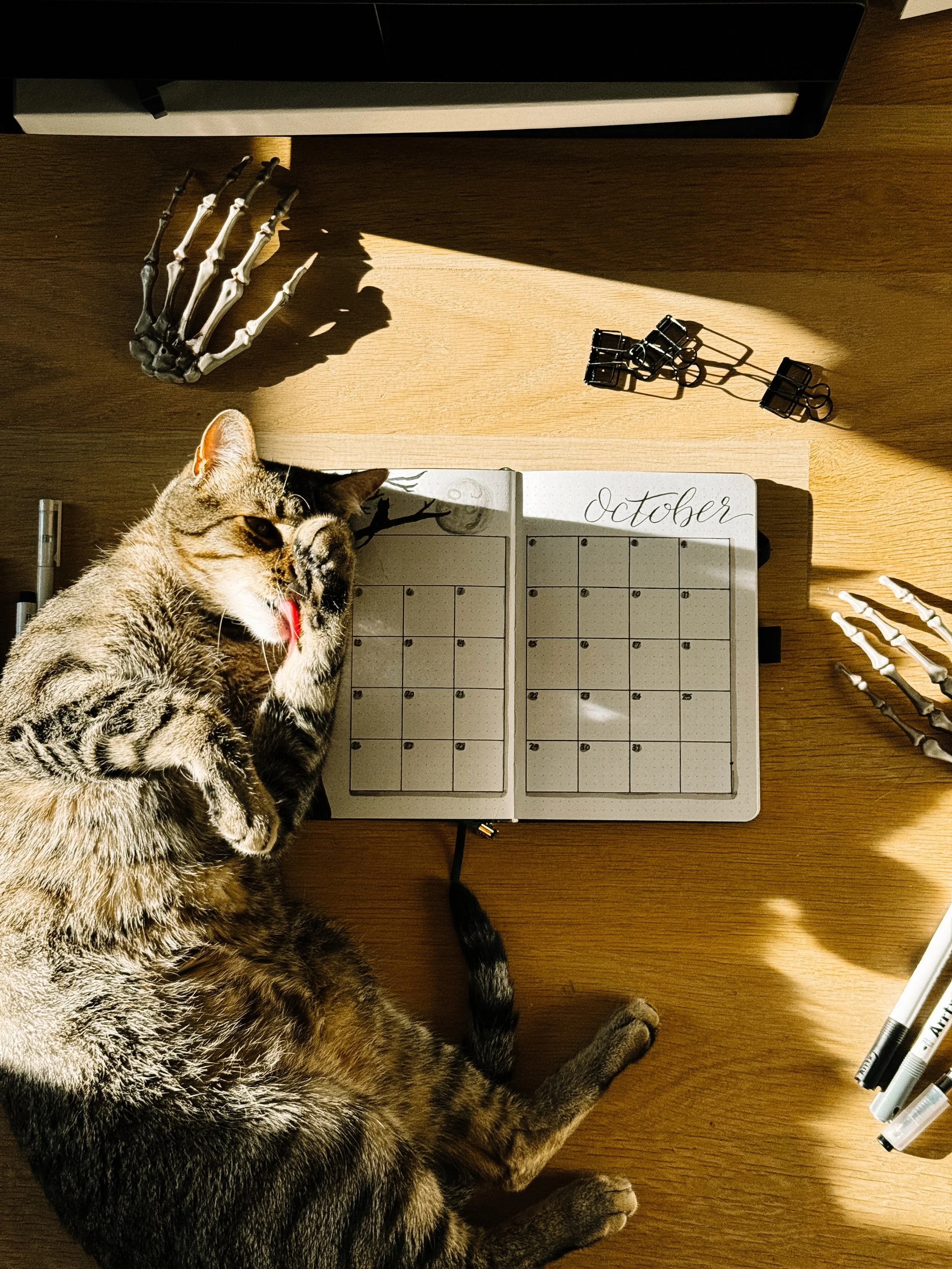 cat on bullet journal.jpeg