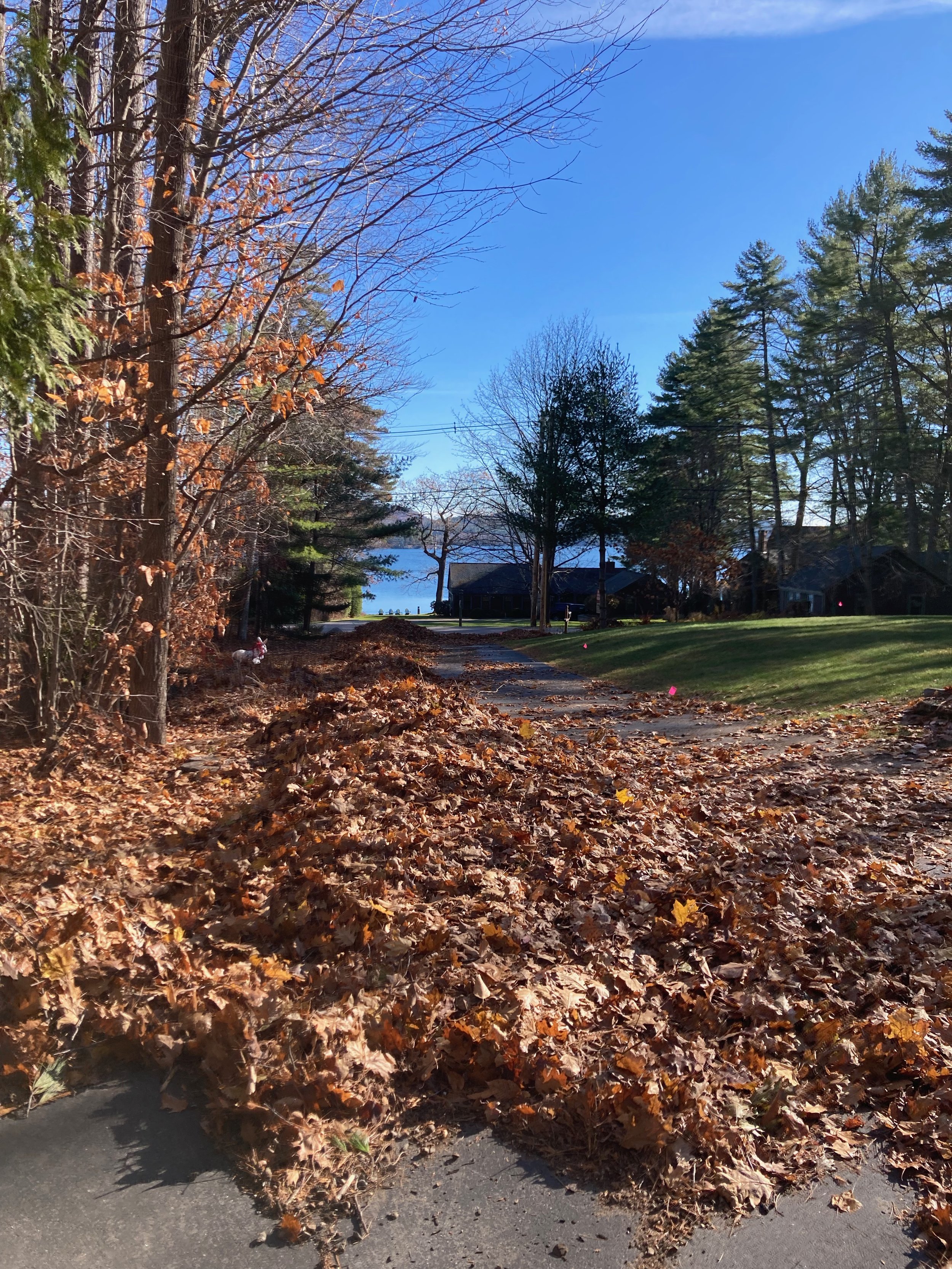 Leaf removal, before