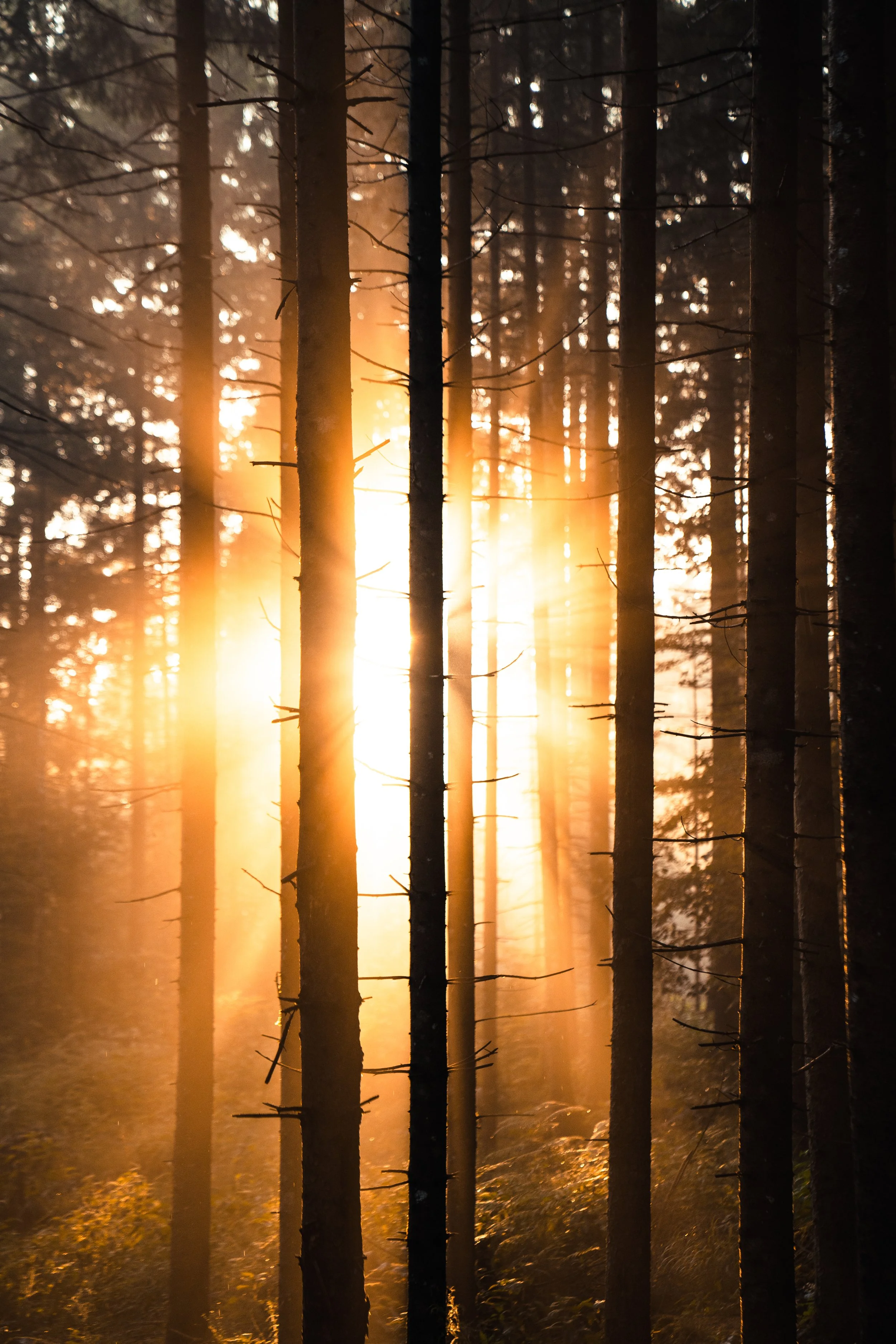Sunlight shining through tall, narrow trees in a dense forest at sunrise or sunset.