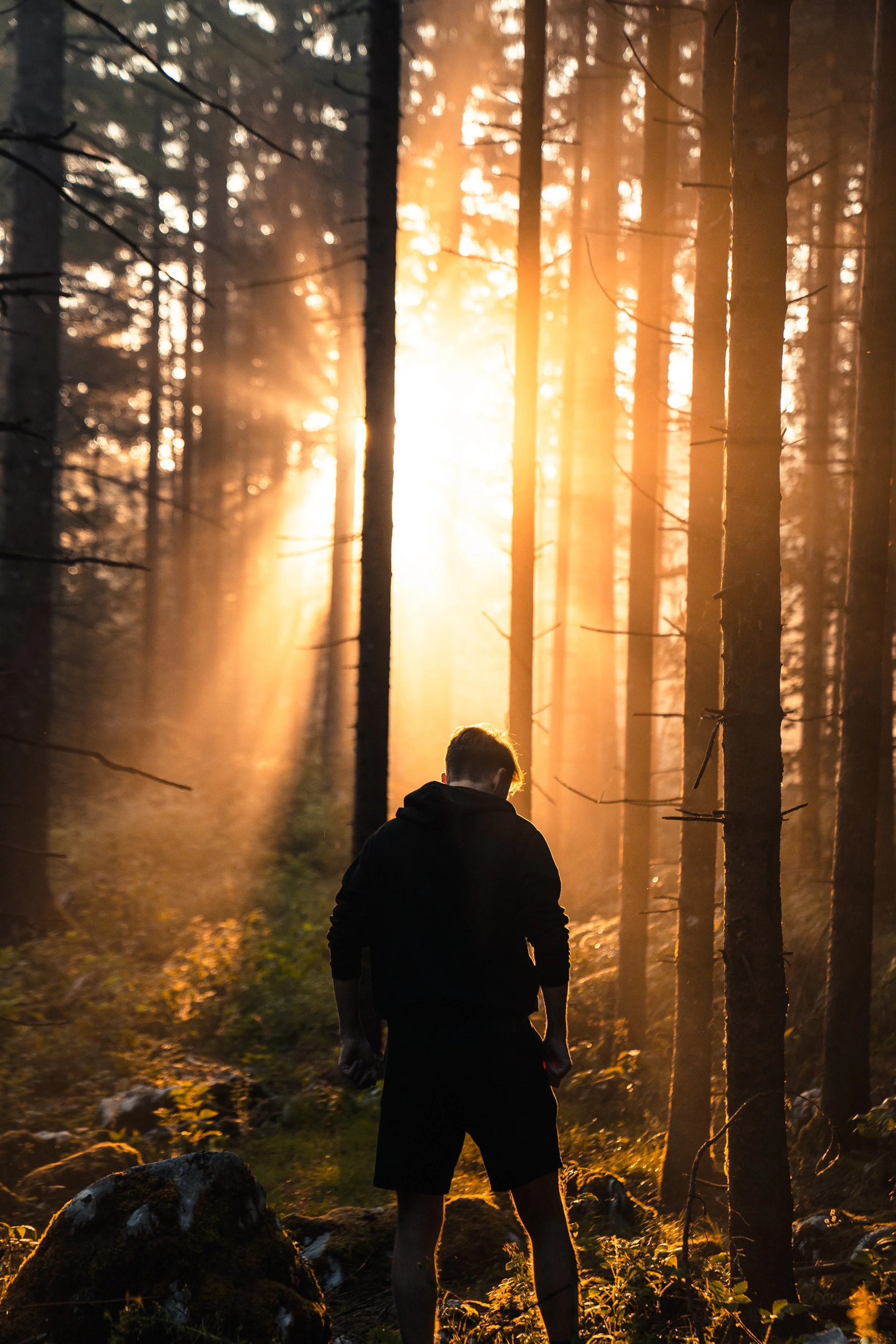 A person standing in a forest during sunset, with sunlight filtering through tall trees and casting rays of light in the scene.