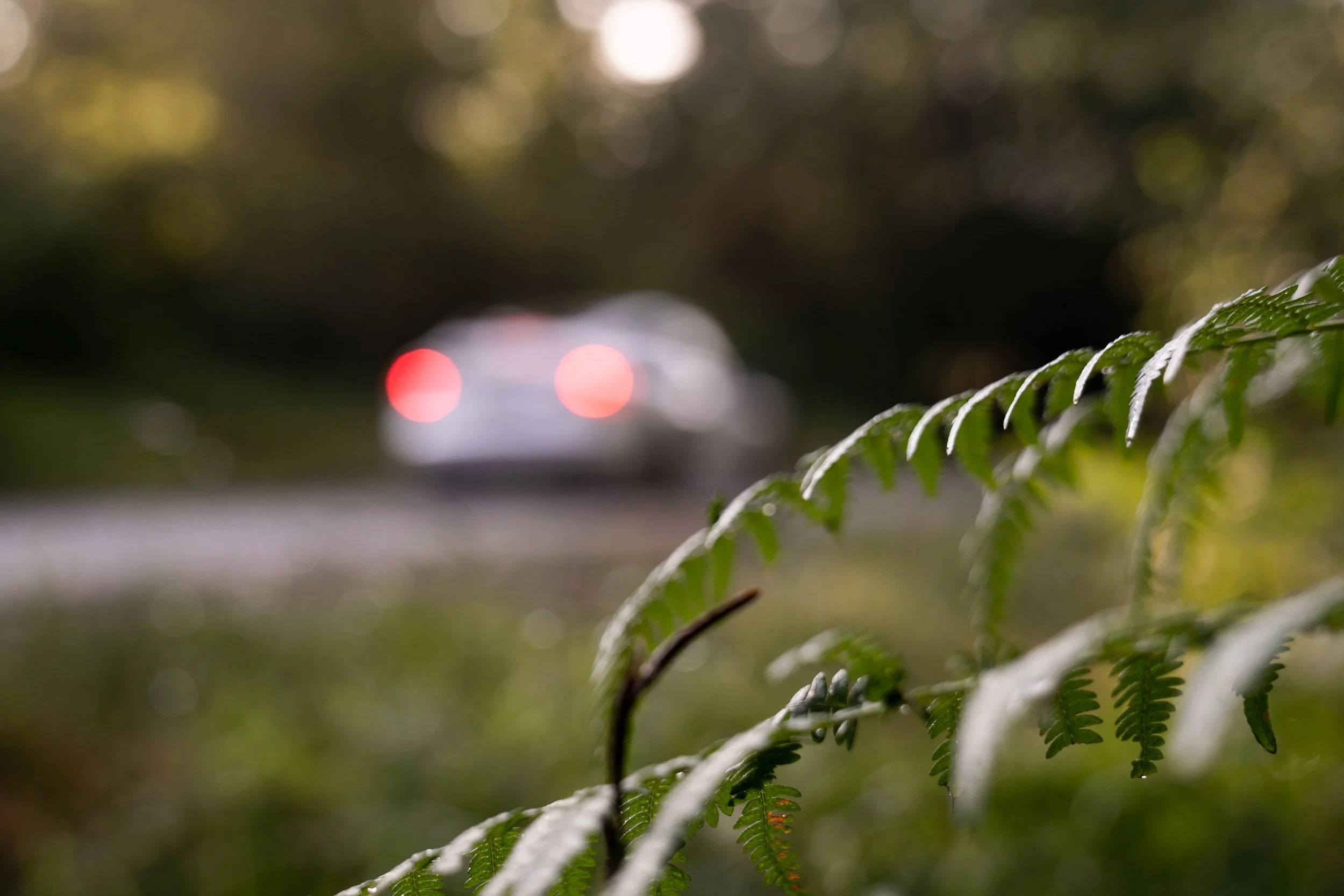 Close-up of green fern leaves in the foreground with a blurred white car in the background, on a forested road.