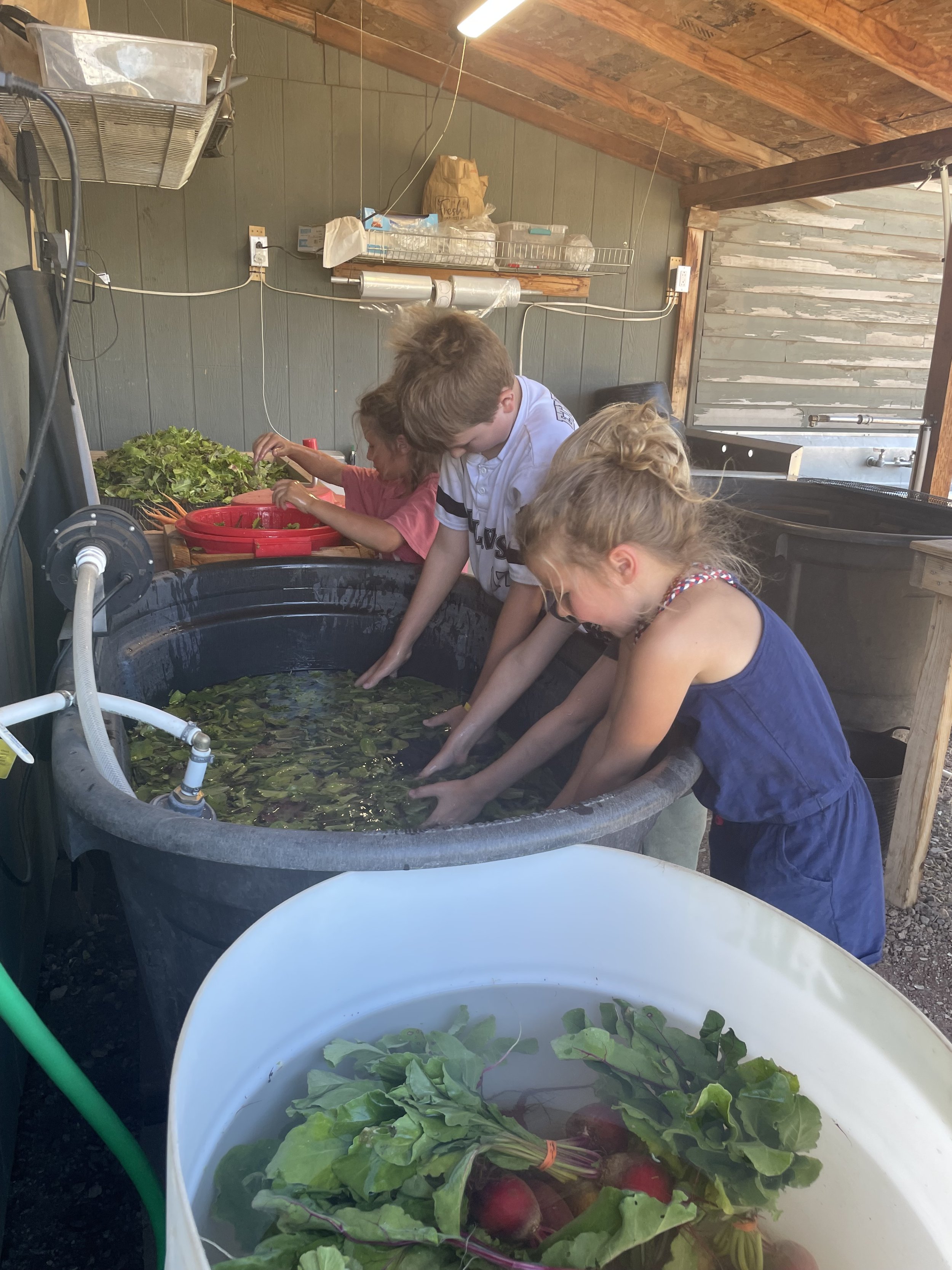 All hands on deck to wash lettuce mix