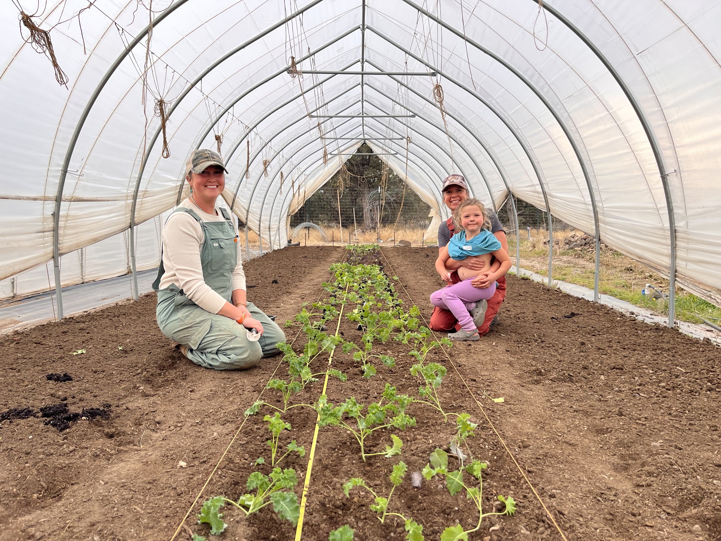 Winter kale crop planting