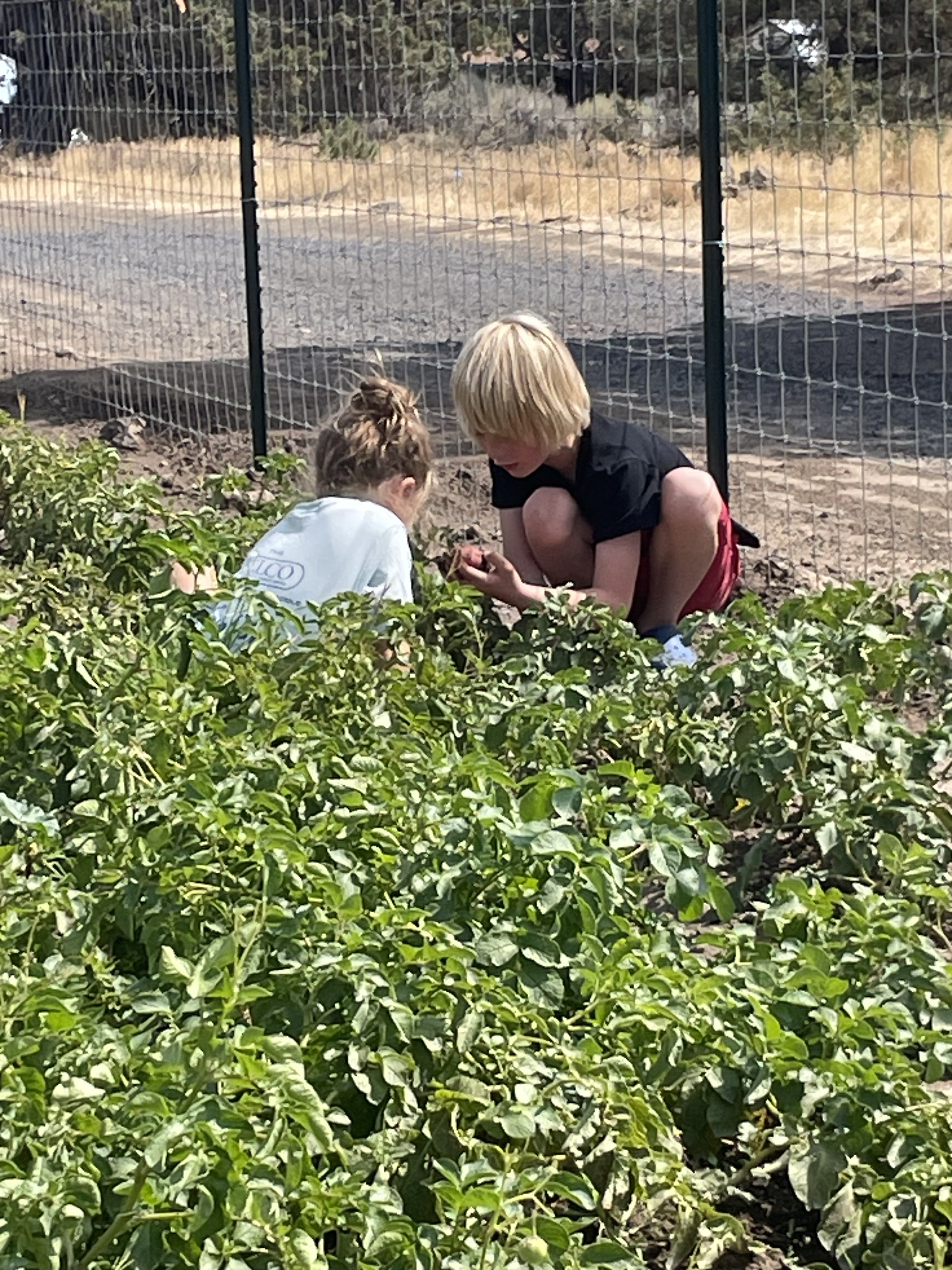 Friends digging potatoes