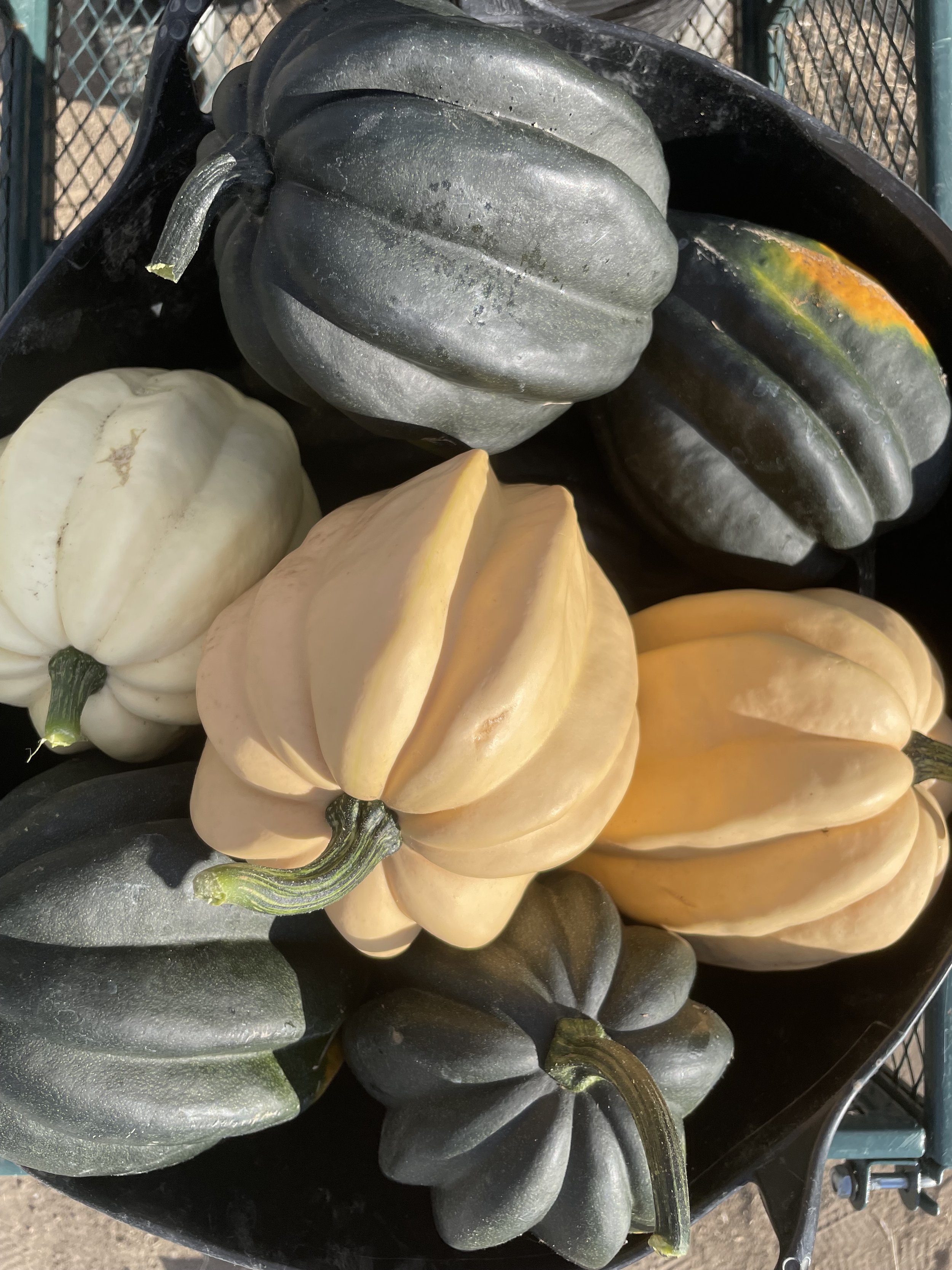 Acorn winter squash