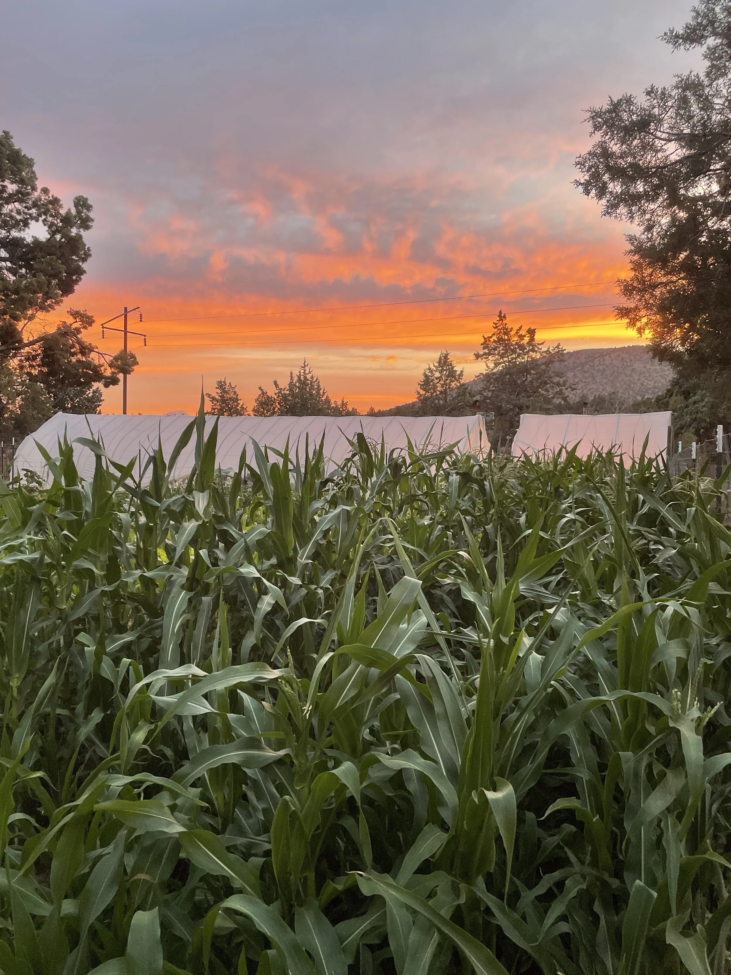 Evening sunsets do not disappoint