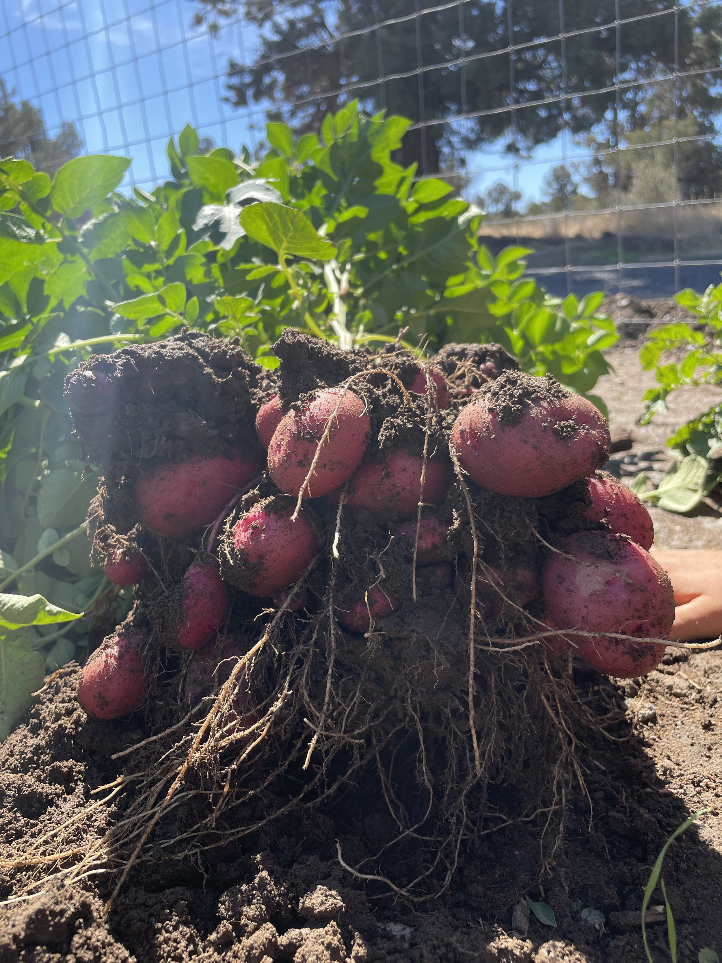 Fresh, dirt covered reds