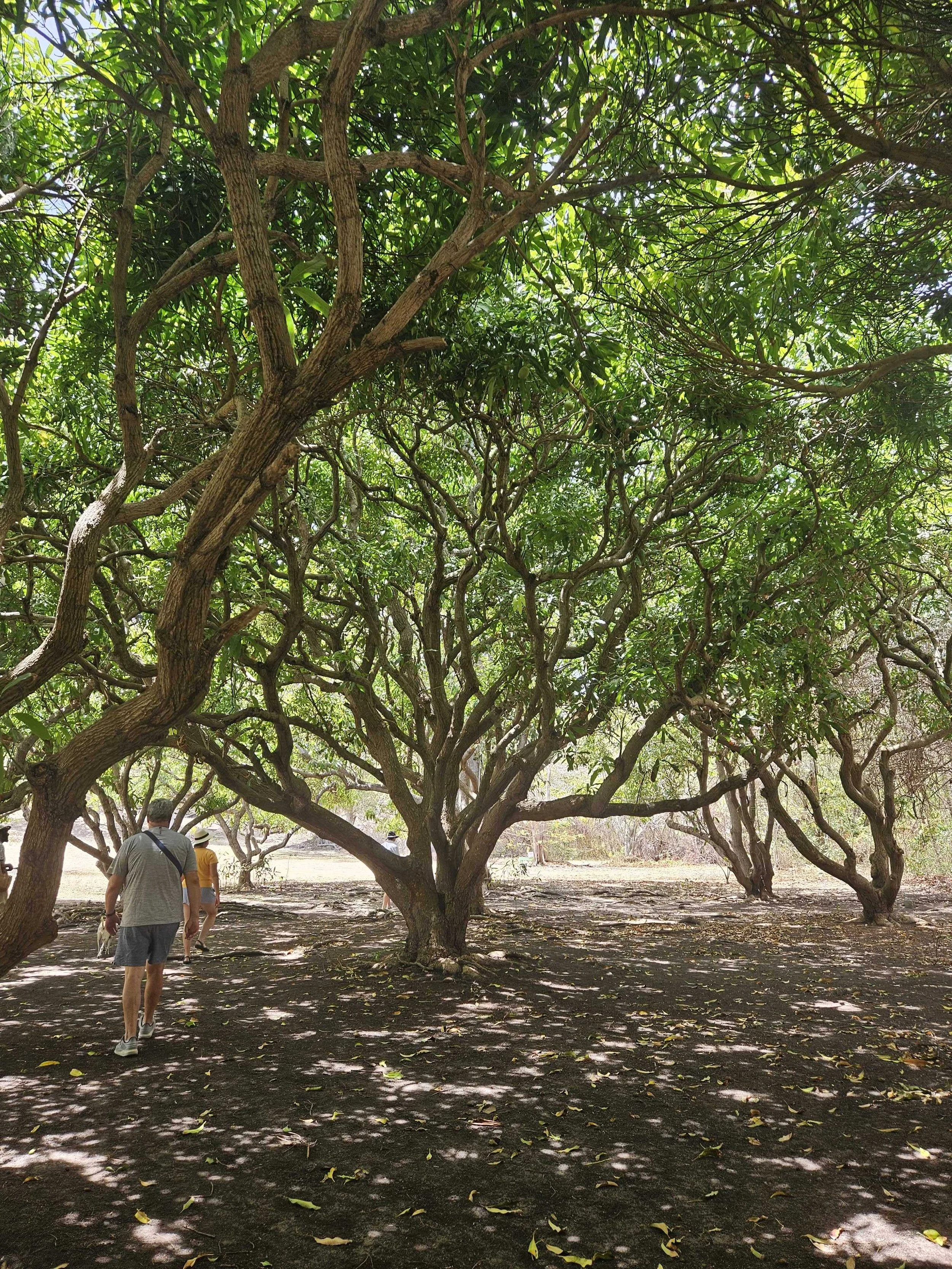 Large mango tree branches weaving into each other to create a shade canopy over the earth below