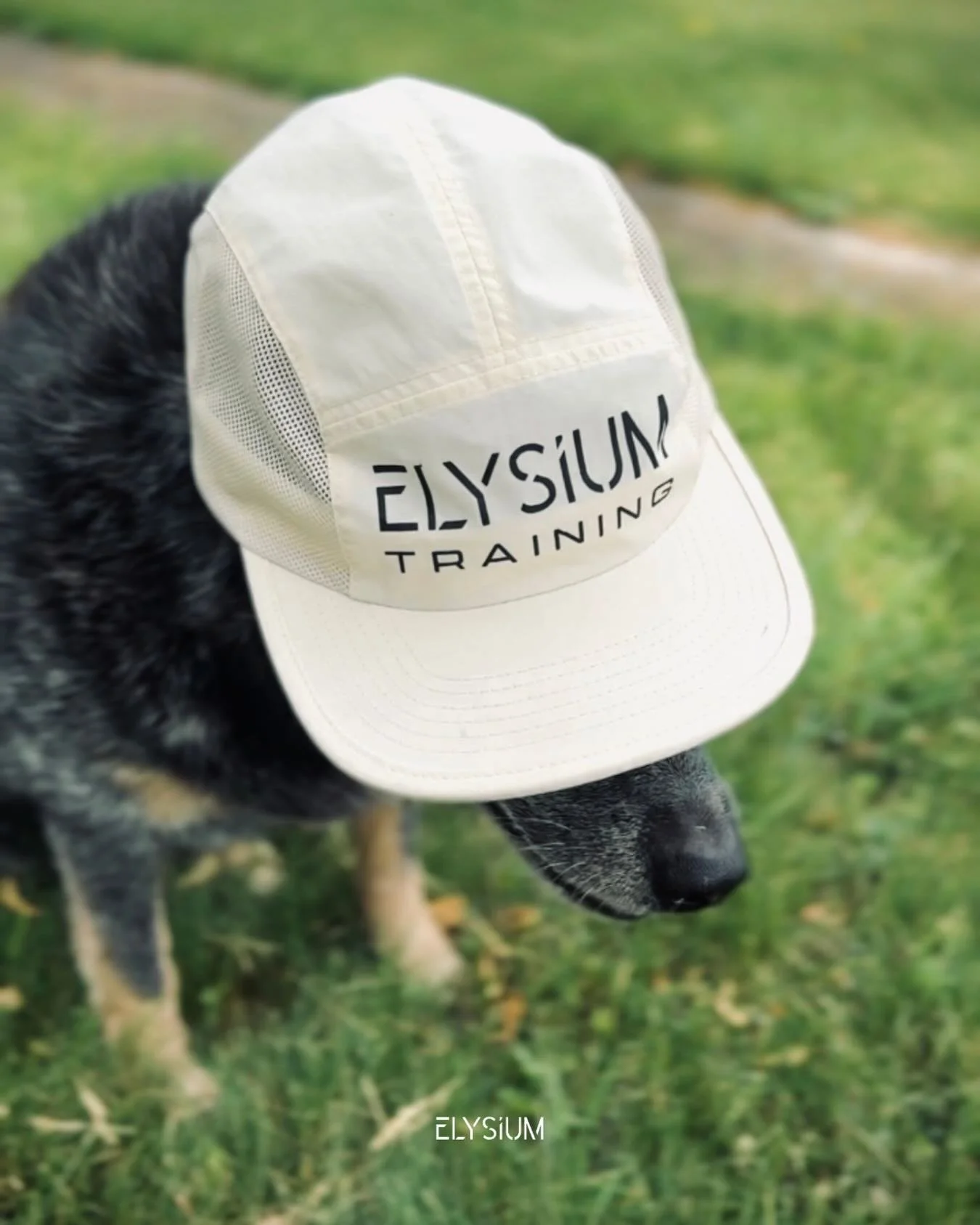 7 days until this hat could be yours. 

**Dog not included