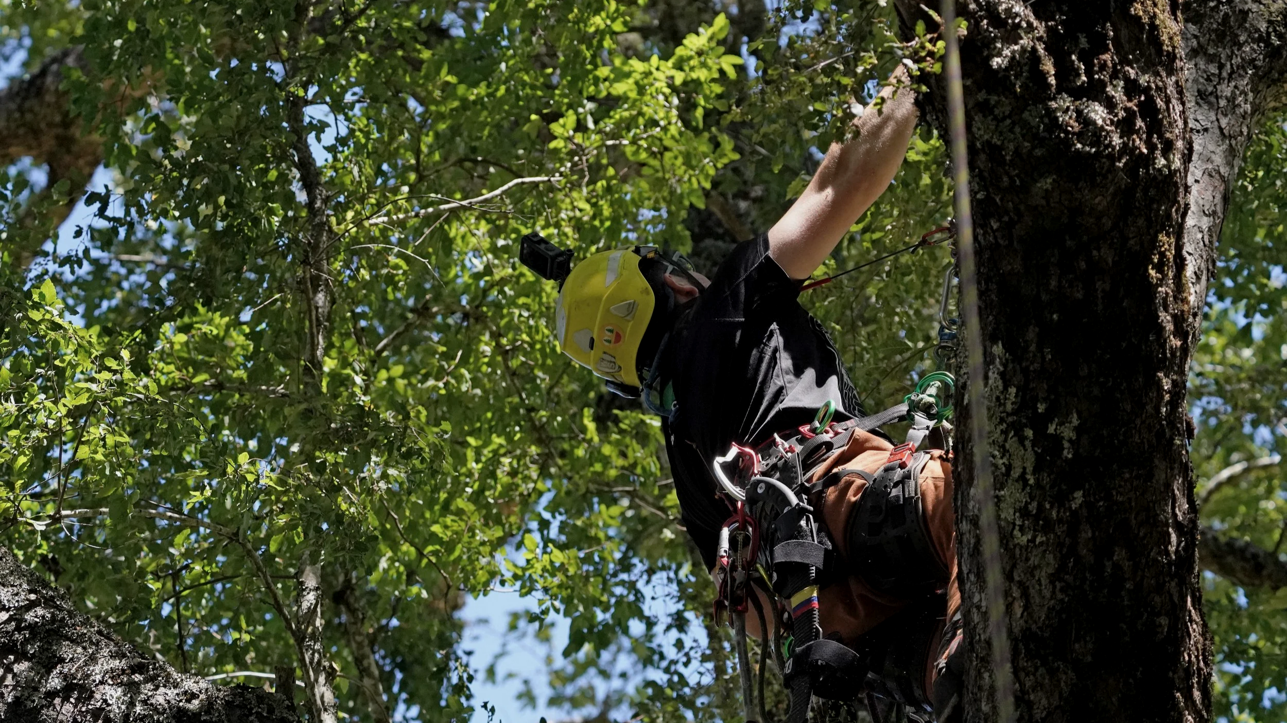 ¿Cómo decide un arborista si un árbol representa un riesgo?
