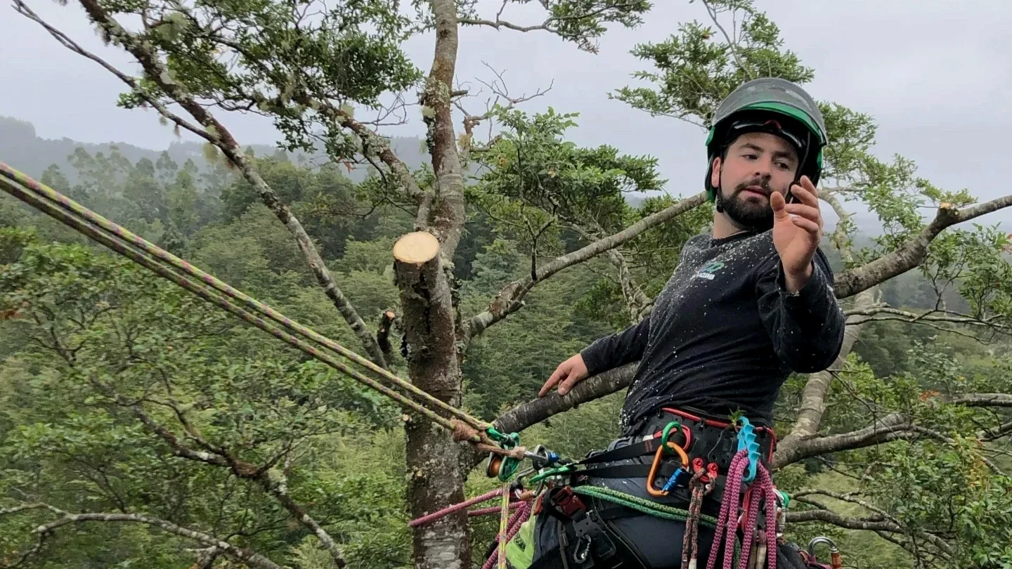 Lo que NO hacemos: una arboricultura basada en criterios técnicos