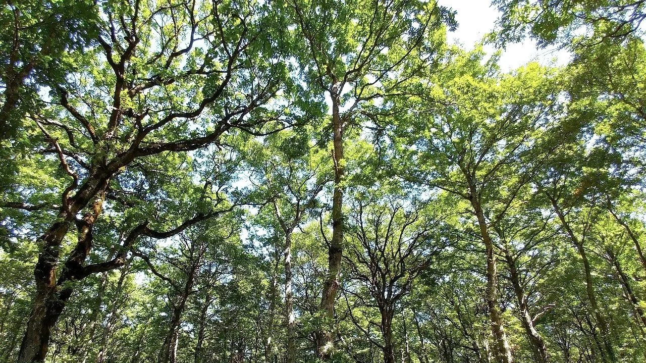 ¿A qué altura levantar la copa de un árbol?