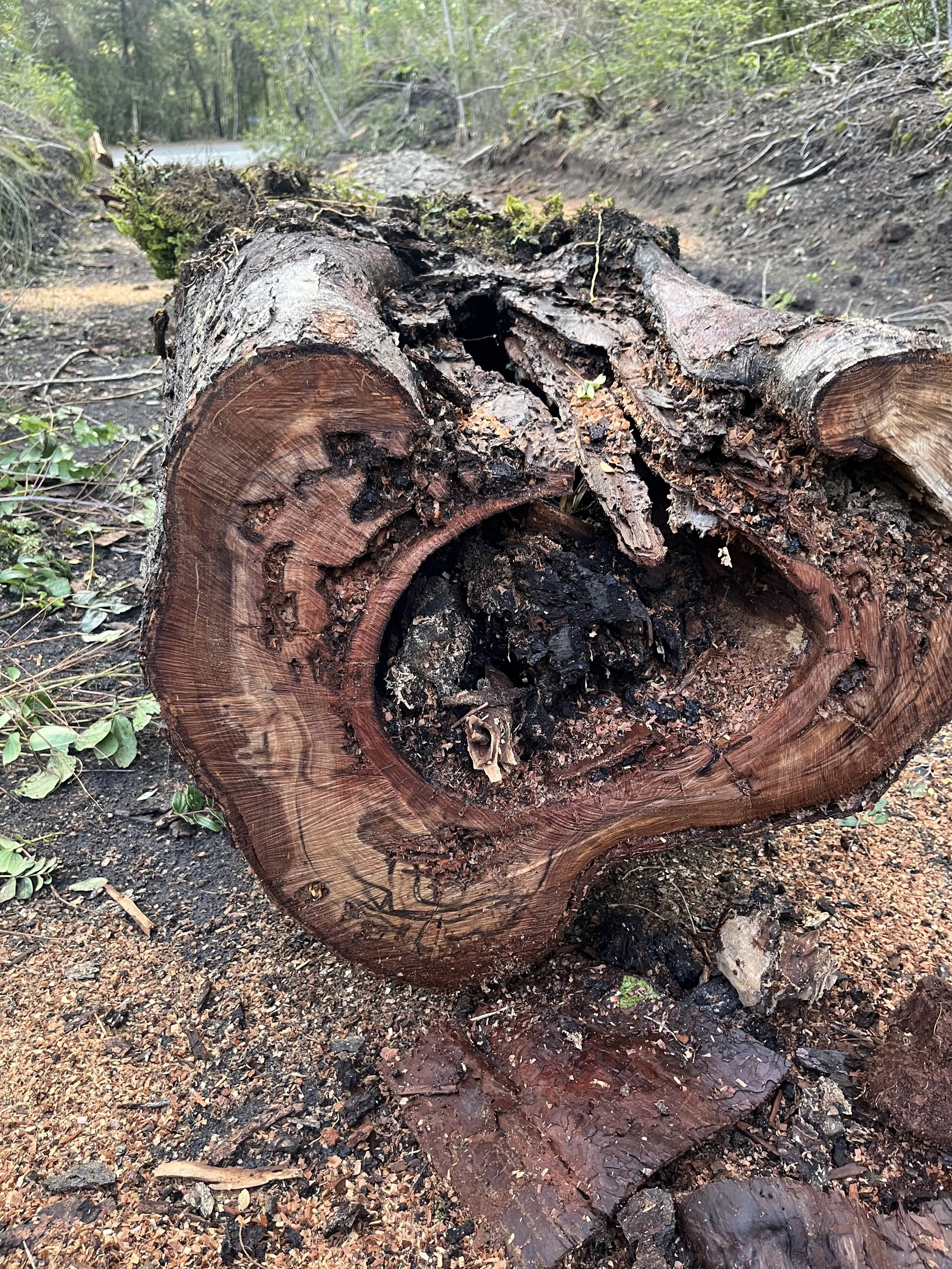 Pudrición blanca, parda y blanda: ¿cómo afectan realmente a un árbol?