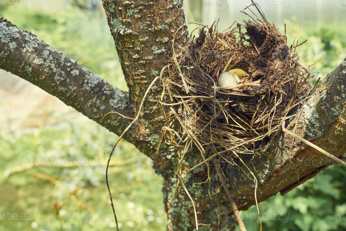 No todos los "defectos" de un árbol son un problema