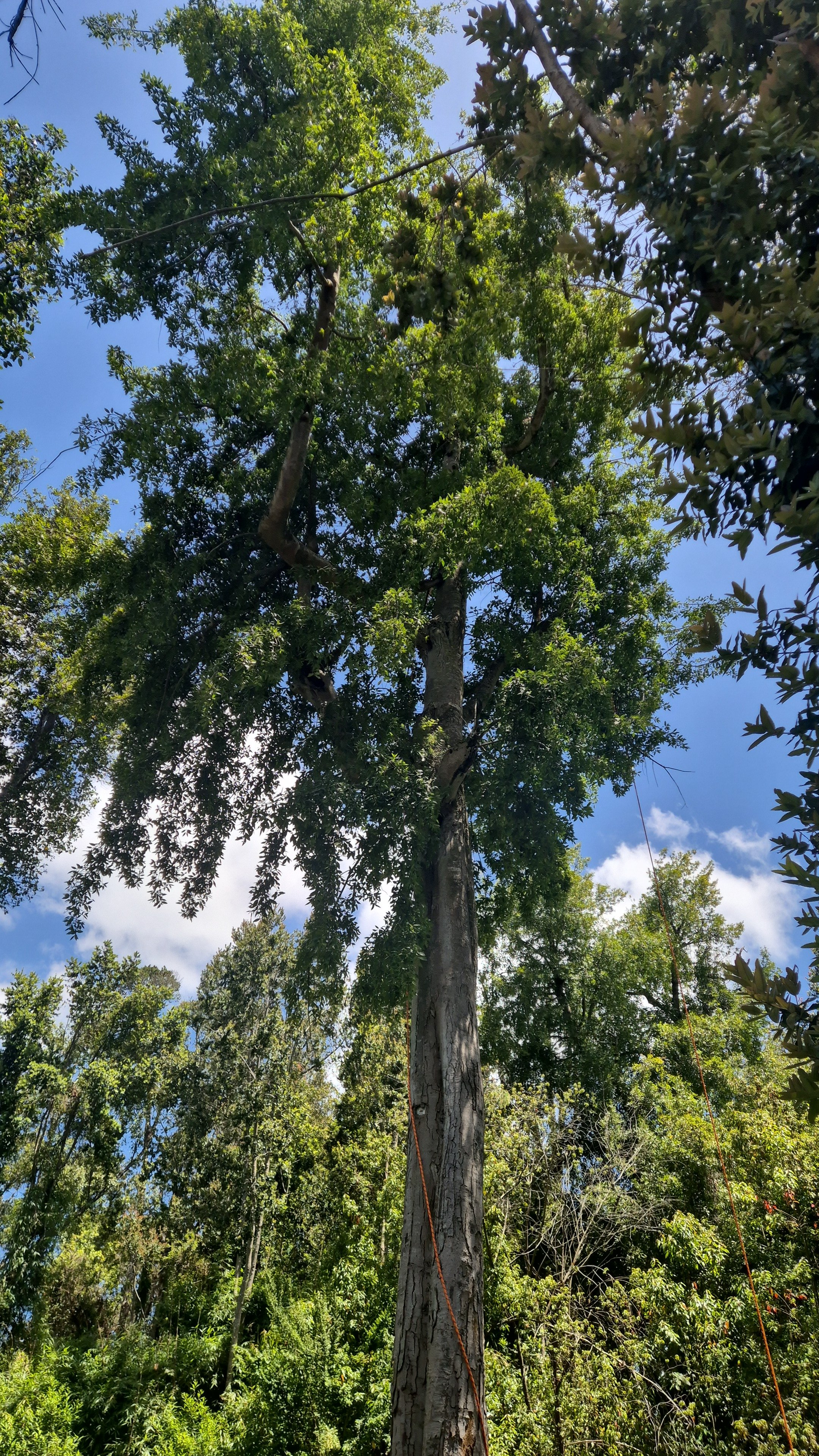 Árbol alto en un bosque con cielo azul y nubes blancas al fondo.