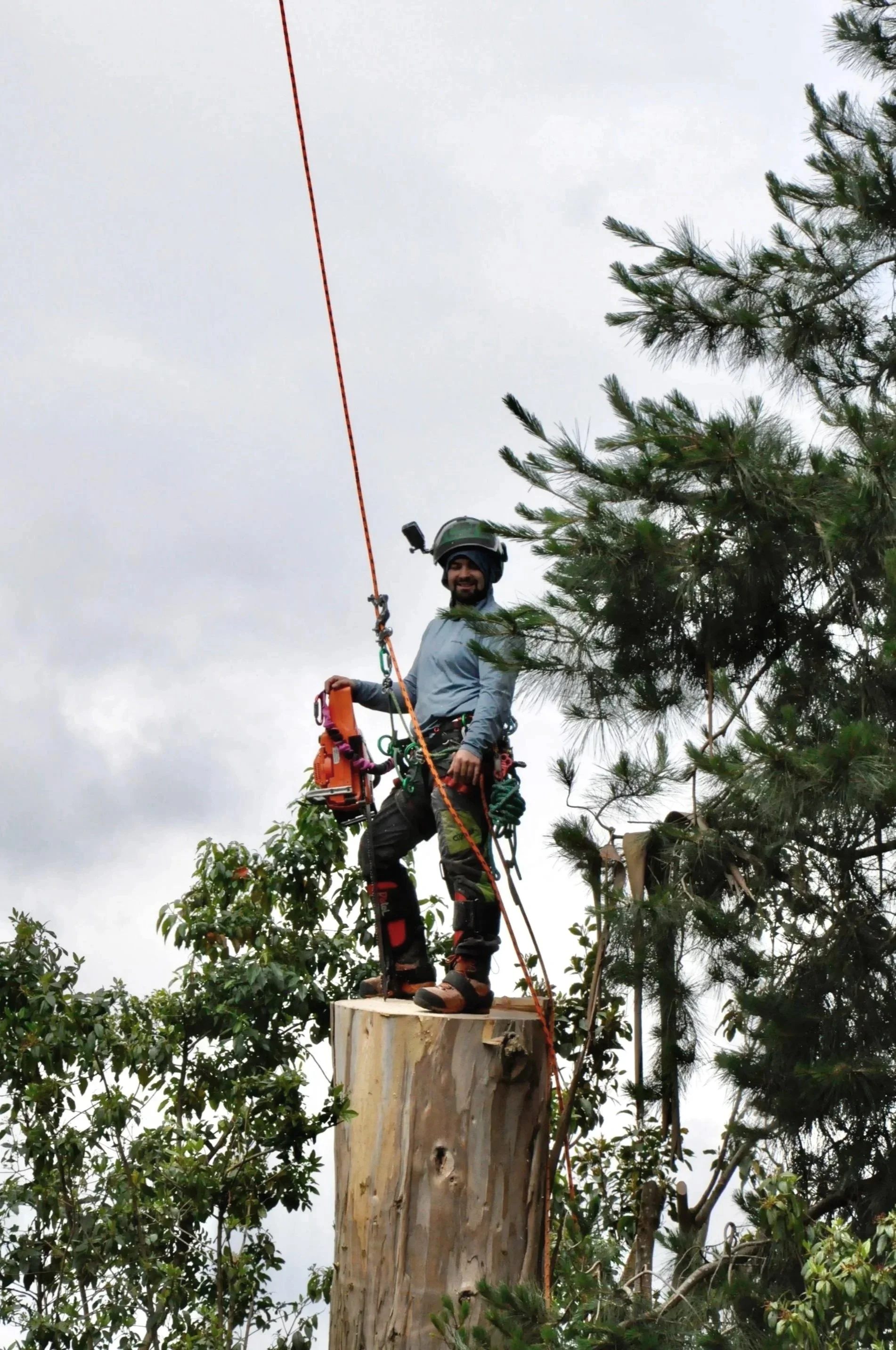Hombre con equipo de protección de árboles, en la cima de un árbol cortado, con kit de seguridad, en un día nublado, rodeado de árboles y vegetación.