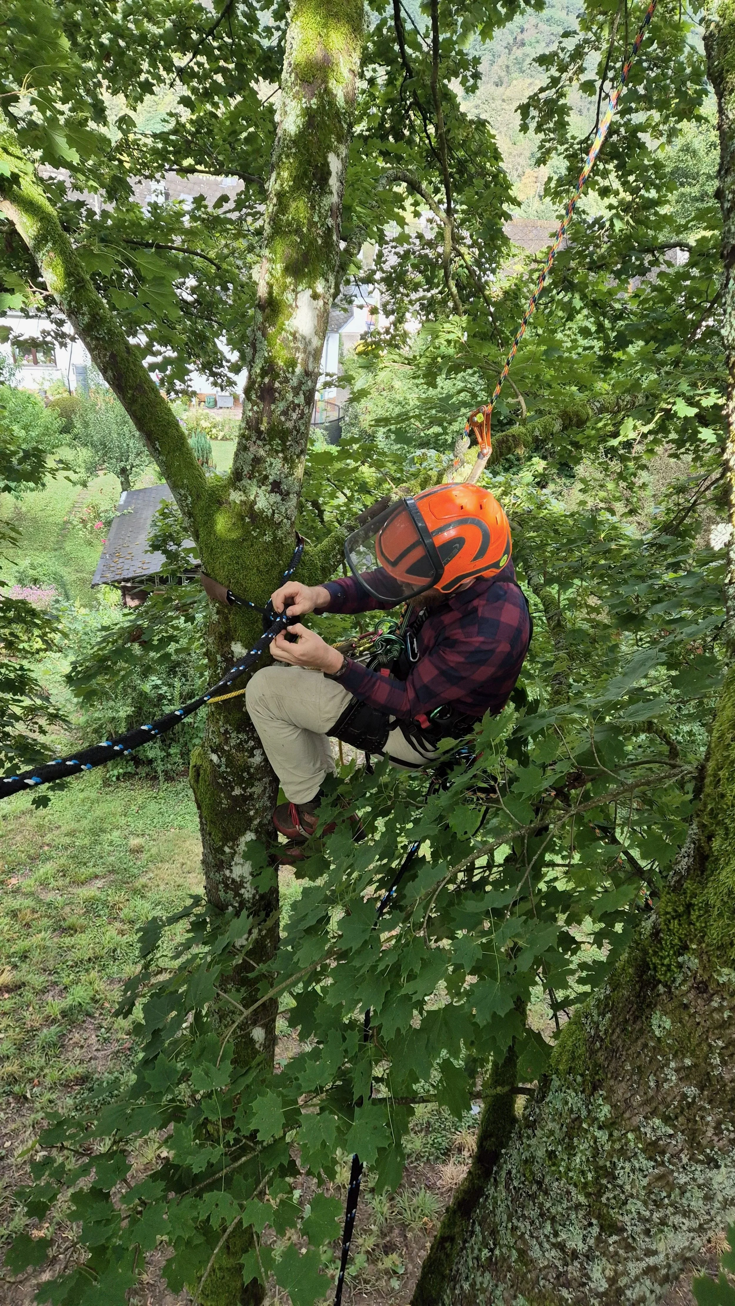 Persona escalando un árbol usando equipo de protección y cuerdas en un entorno de bosque.