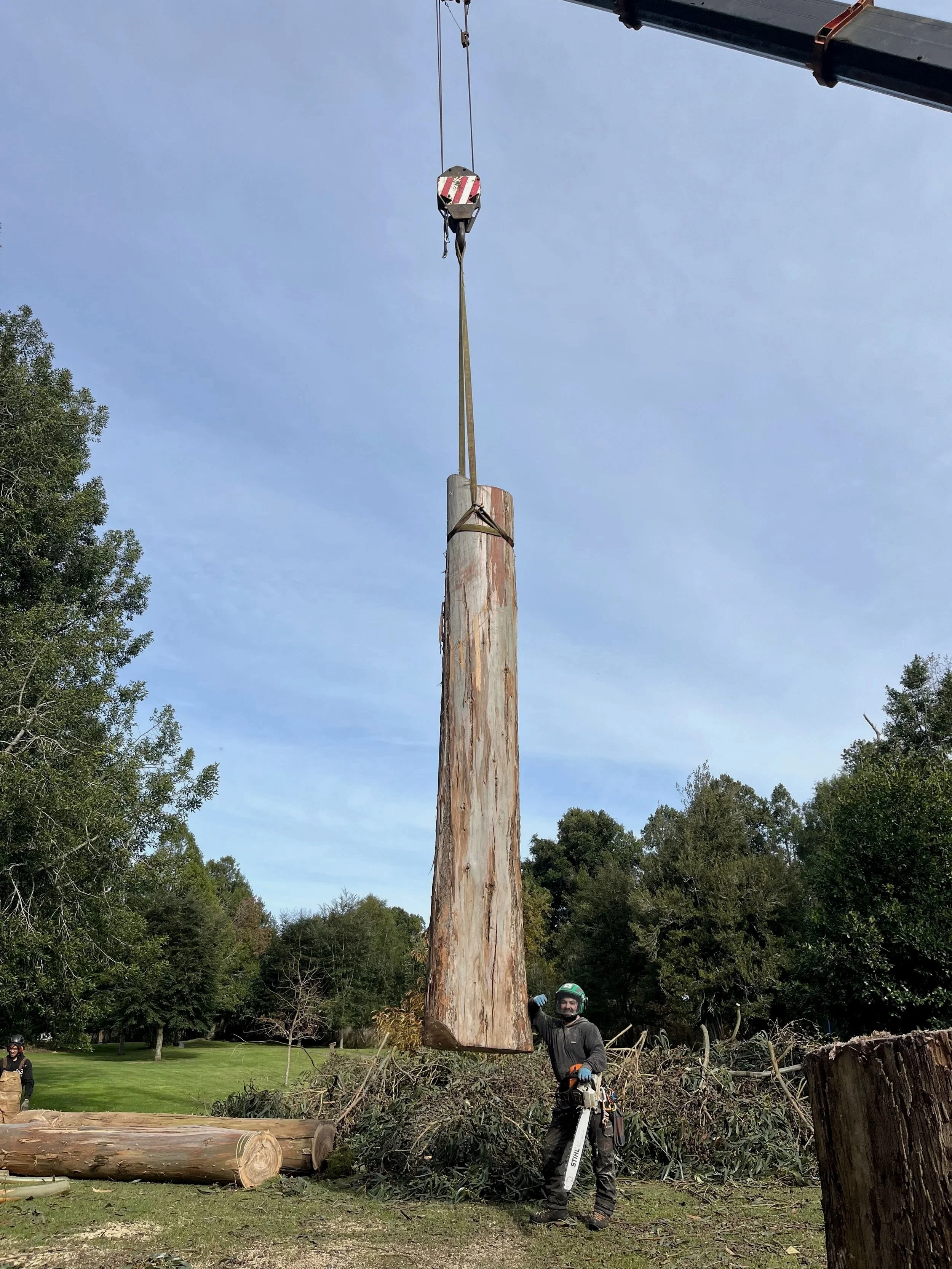 Una persona con casco de seguridad sostiene una motosierra junto a un árbol cortado y en proceso de ser talado. El árbol está parcialmente cortado y rodeado de ramas y troncos cortados en un área verde con árboles y cielo despejado.